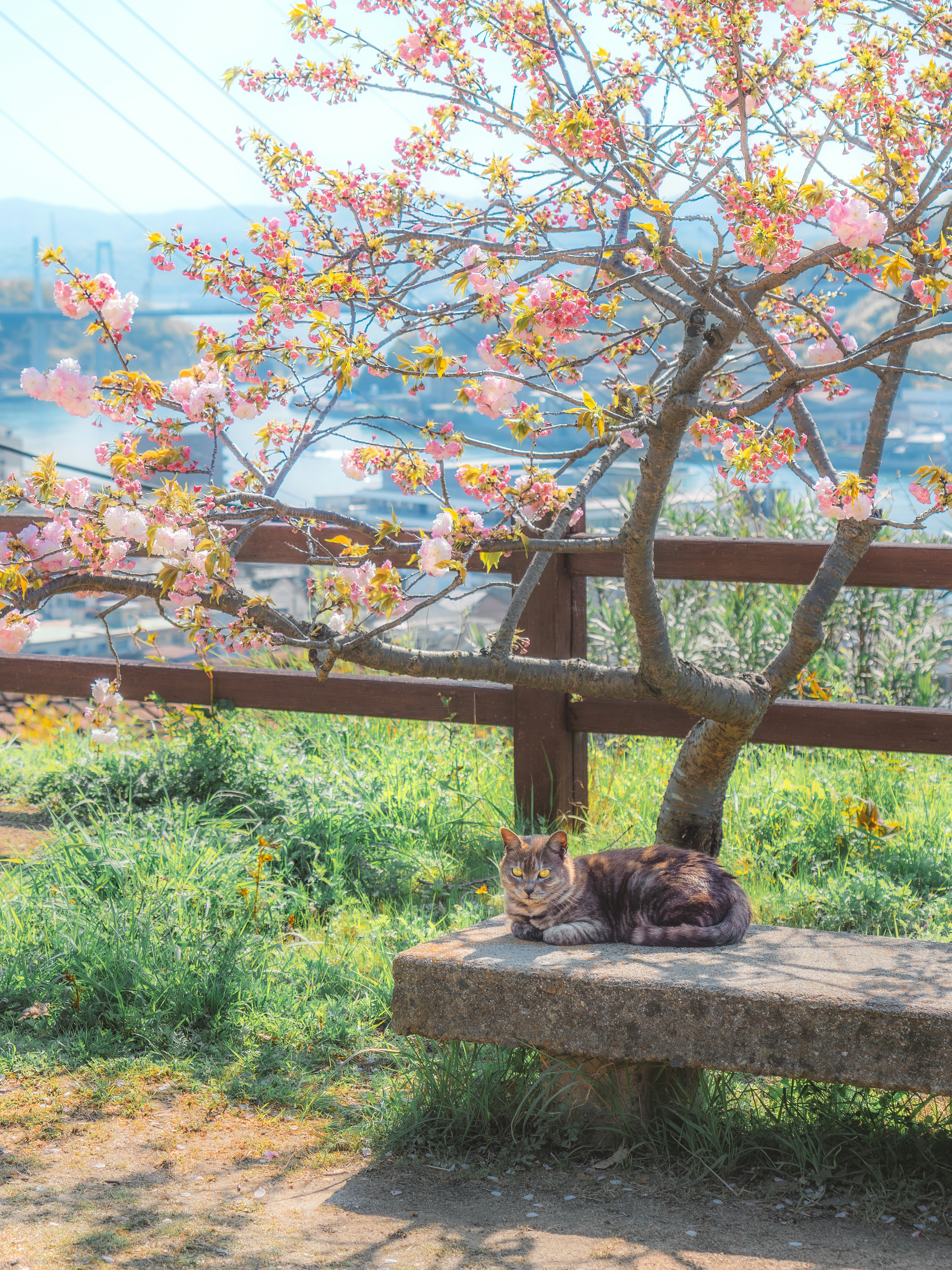 A cat lounging on a bench under a blooming cherry tree