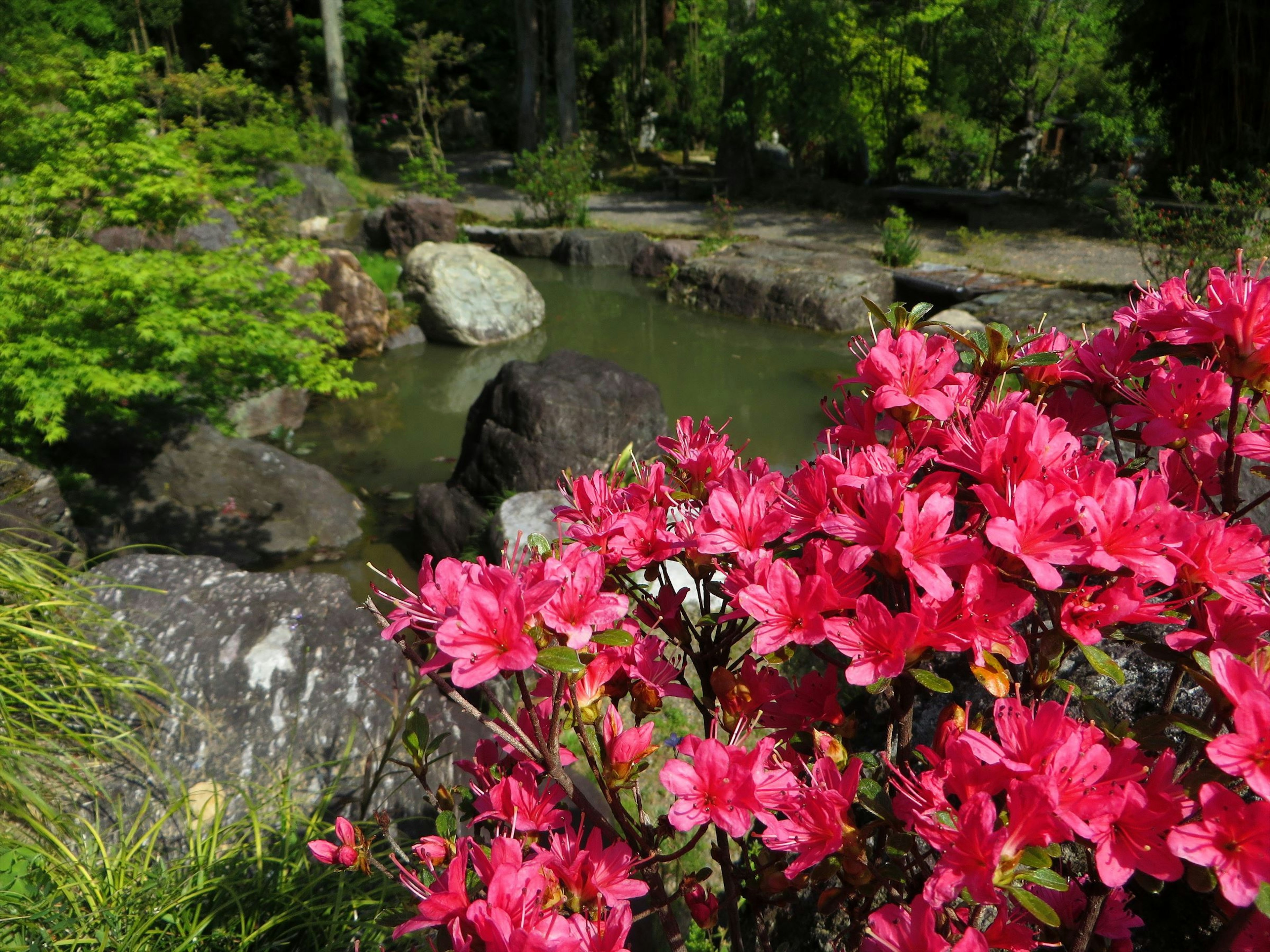 Azalea merah muda cerah dengan kolam tenang di latar belakang