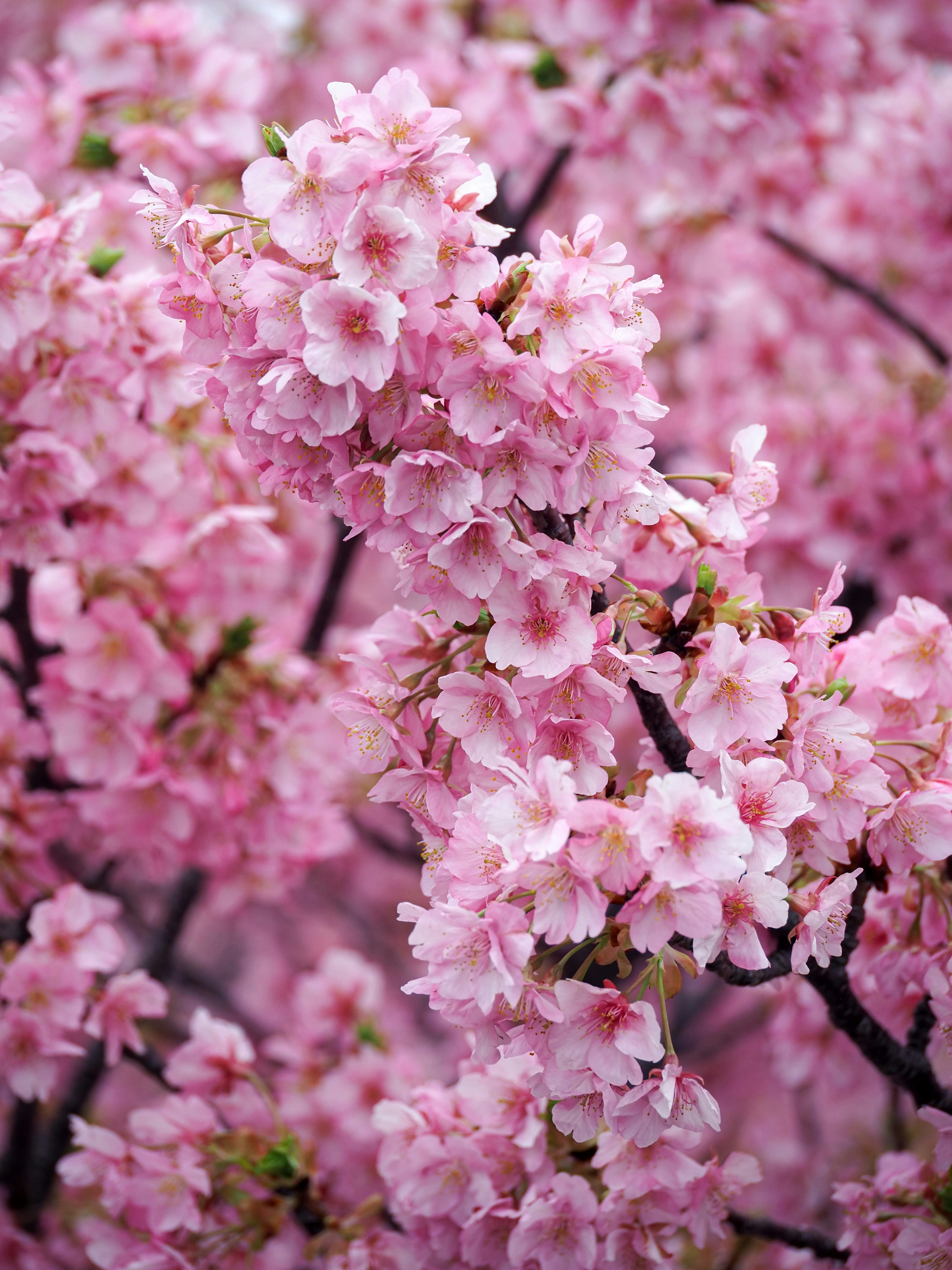 Belle scène de cerisiers en fleurs