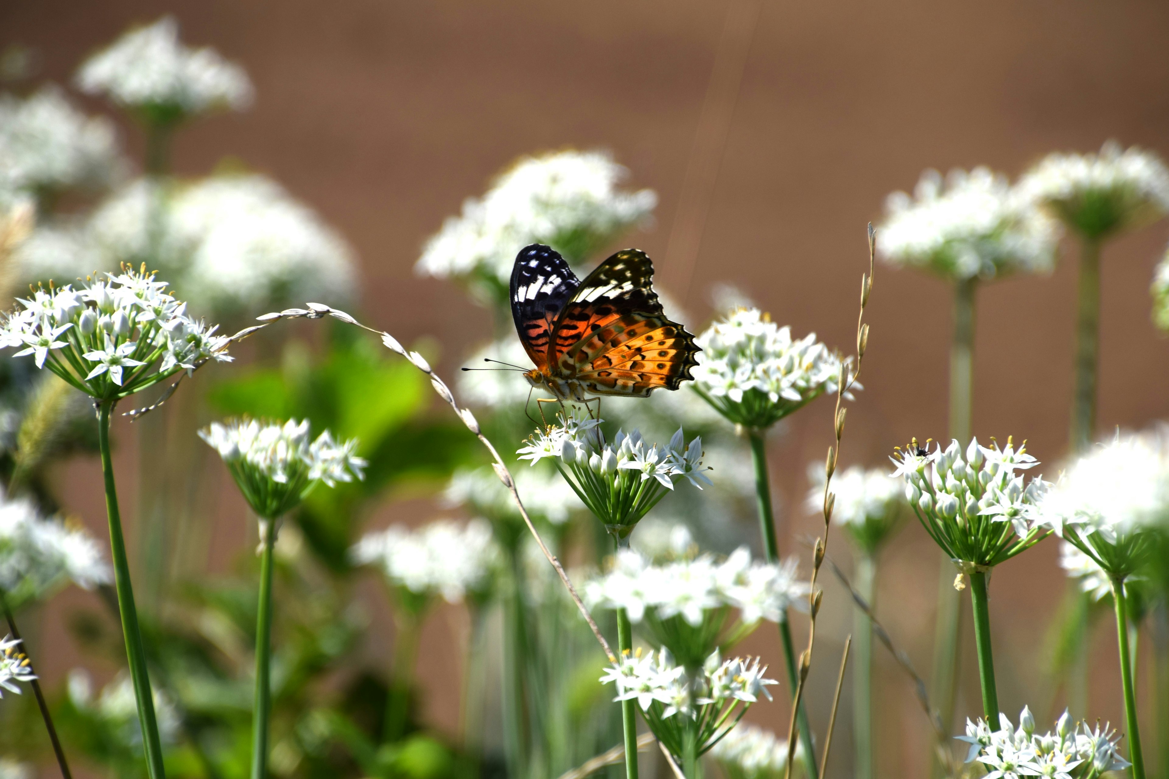 Una farfalla colorata che svolazza tra fiori bianchi