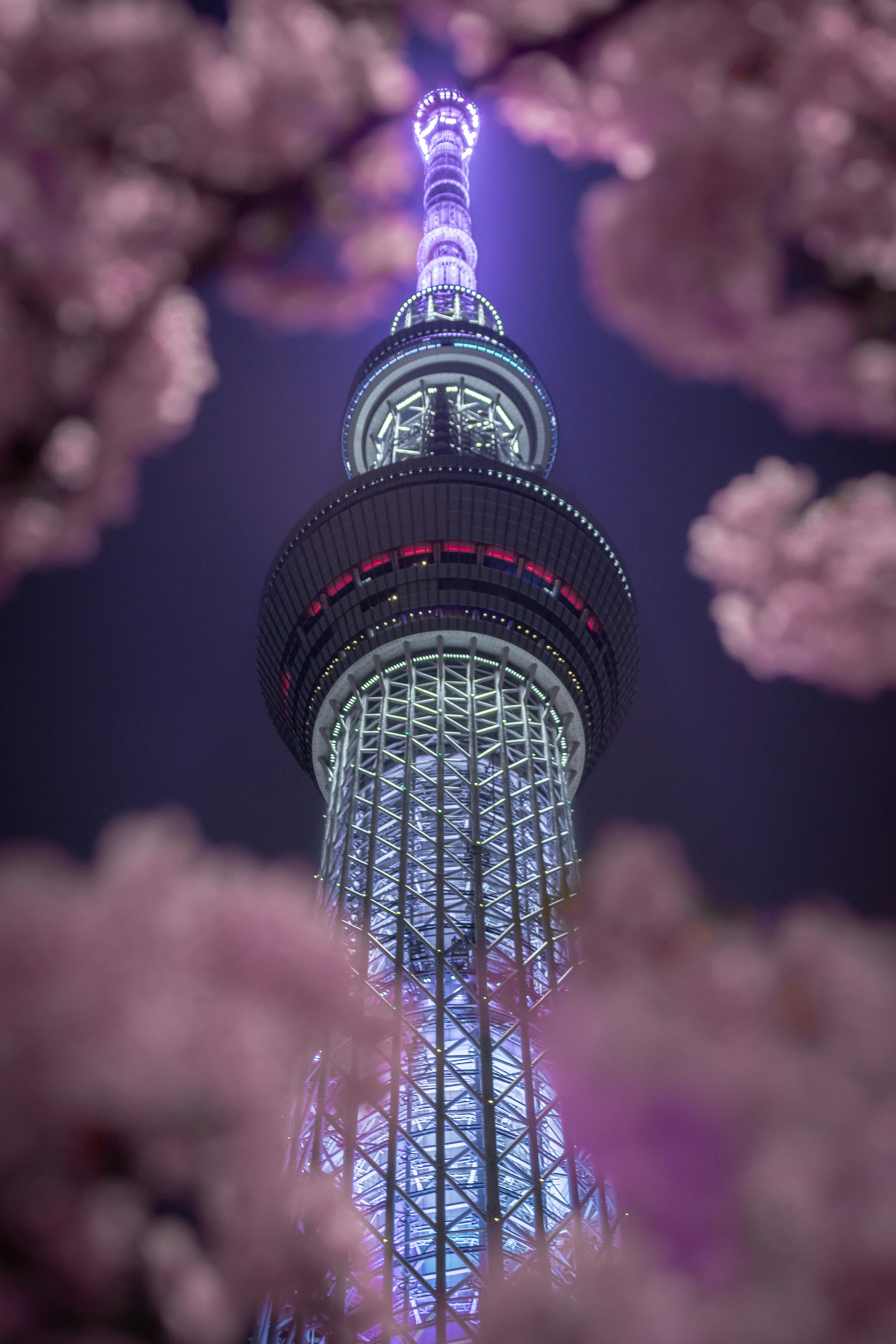 東京スカイツリーが夜空に映える桜の花に囲まれている