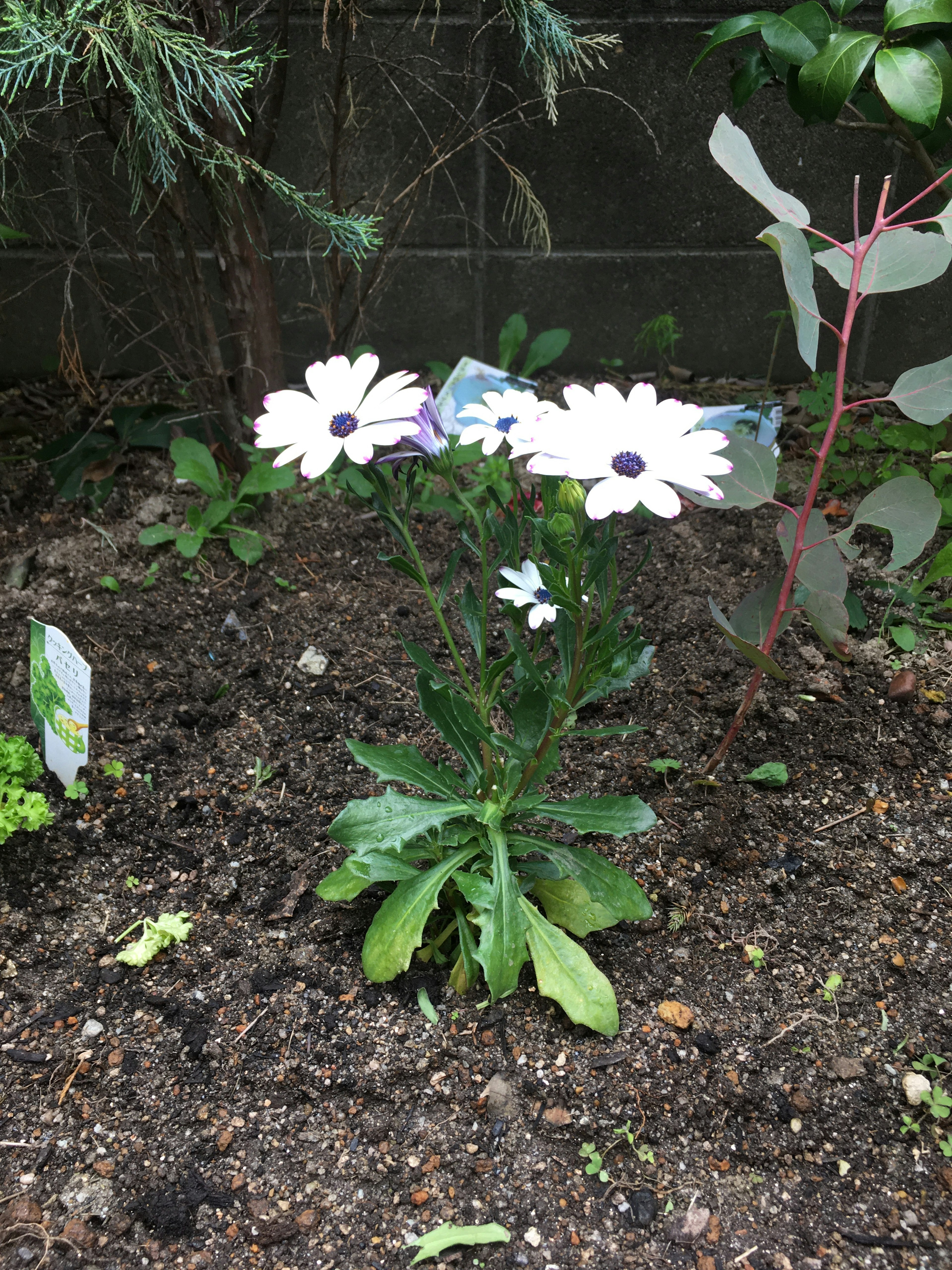 Osteospermum với hoa trắng nở trong vườn