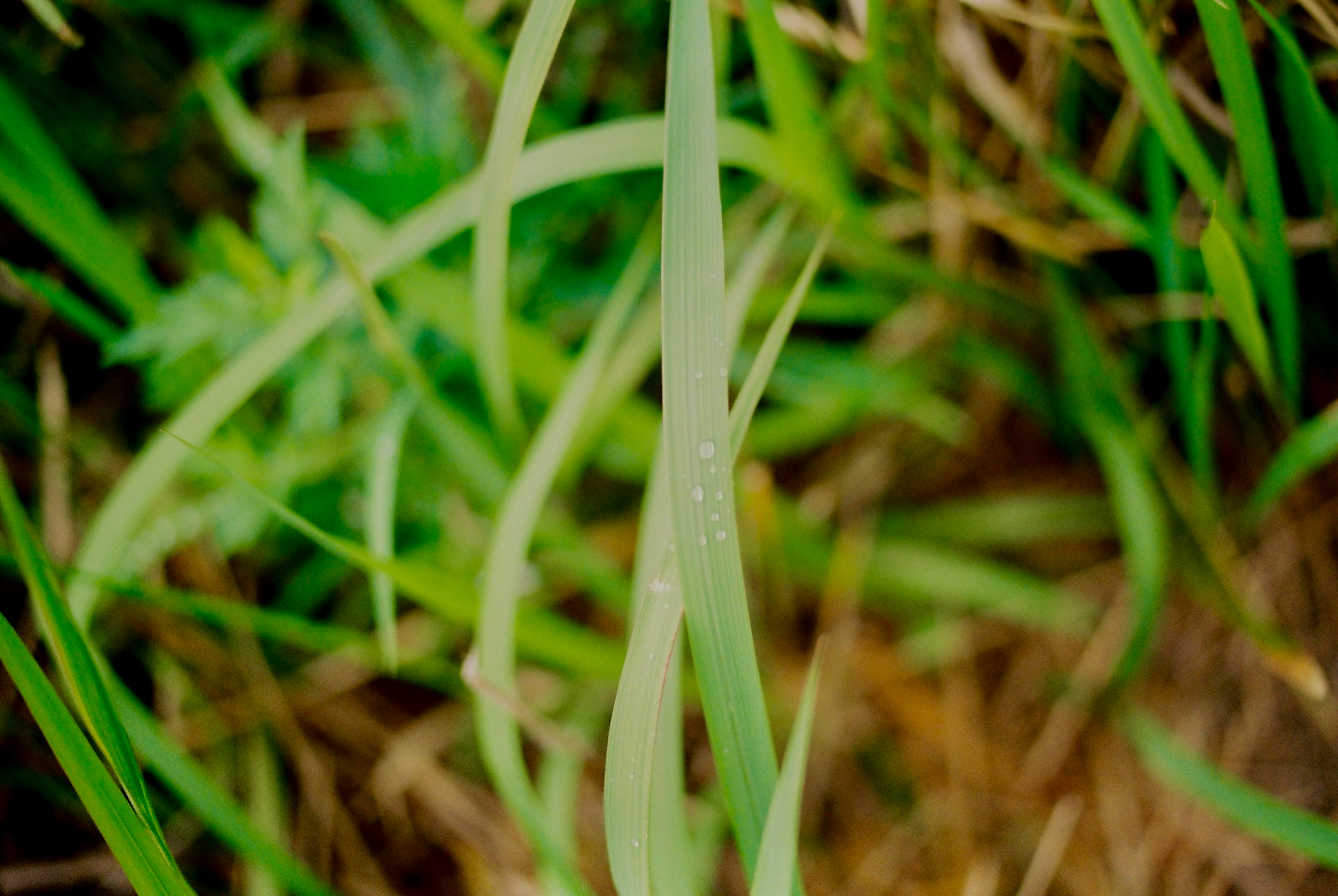 緑色の草が生い茂る自然の風景のクローズアップ