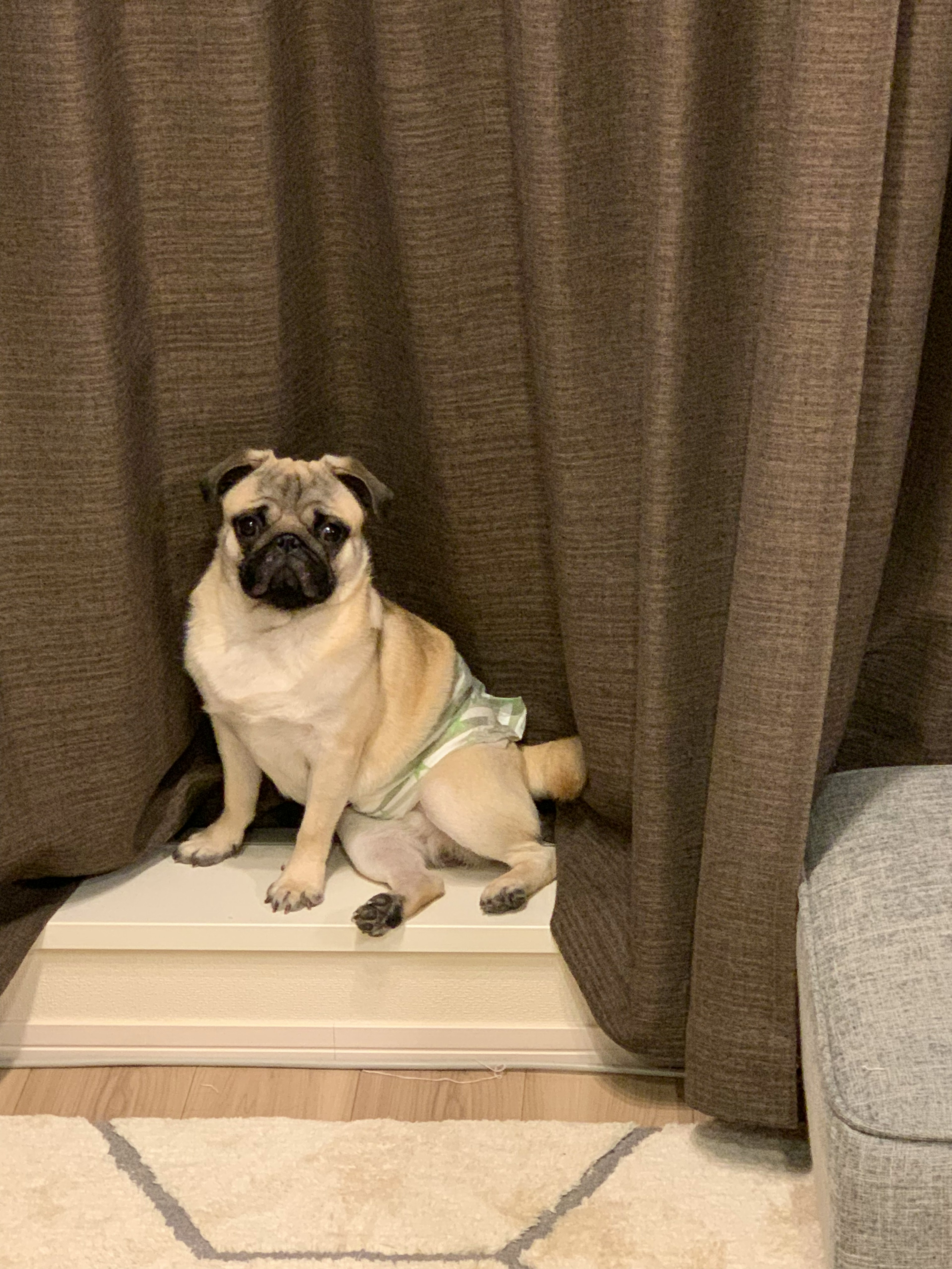 Brindle pug sitting behind a curtain