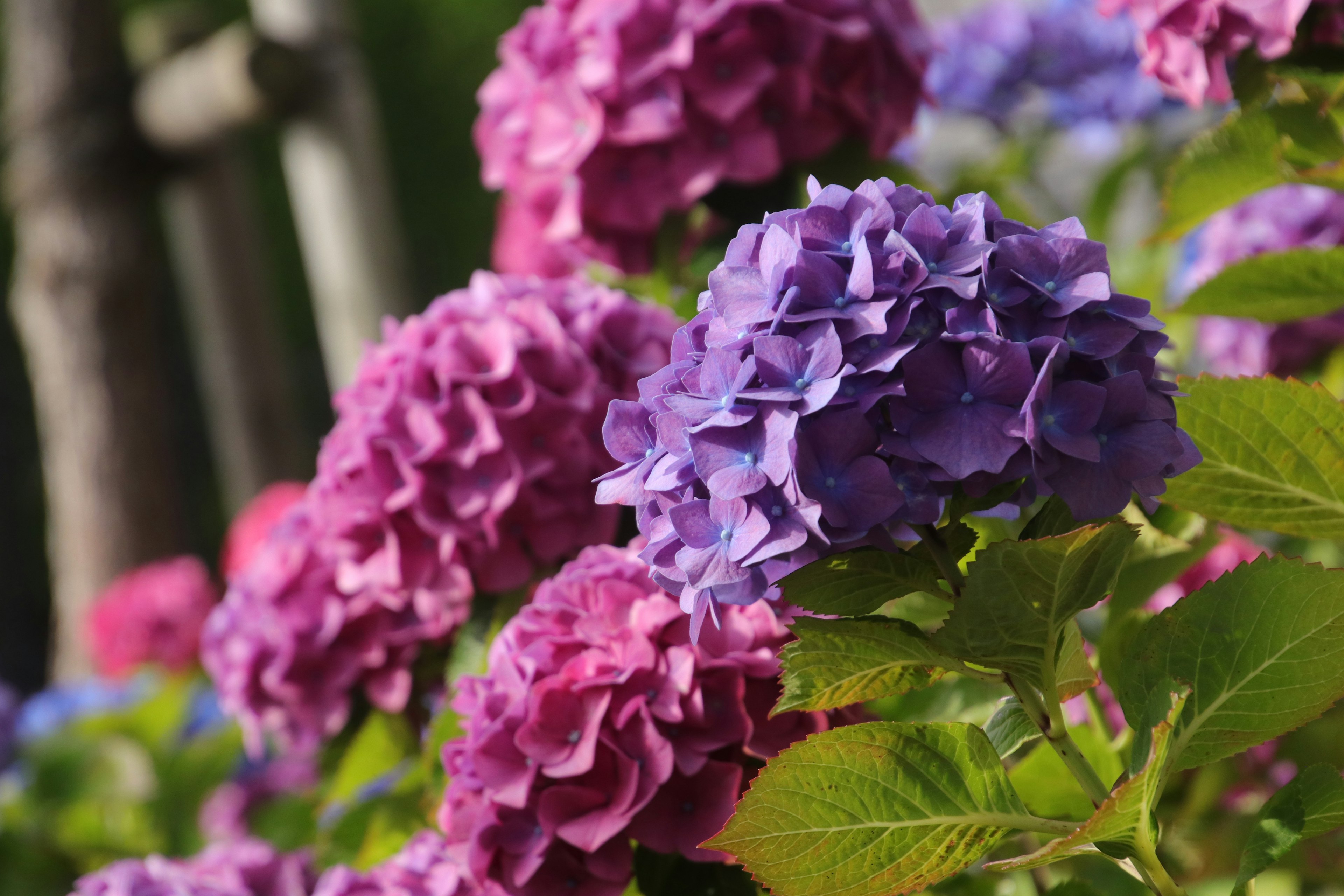 Un paysage avec des fleurs d'hortensia violettes et roses en fleurs