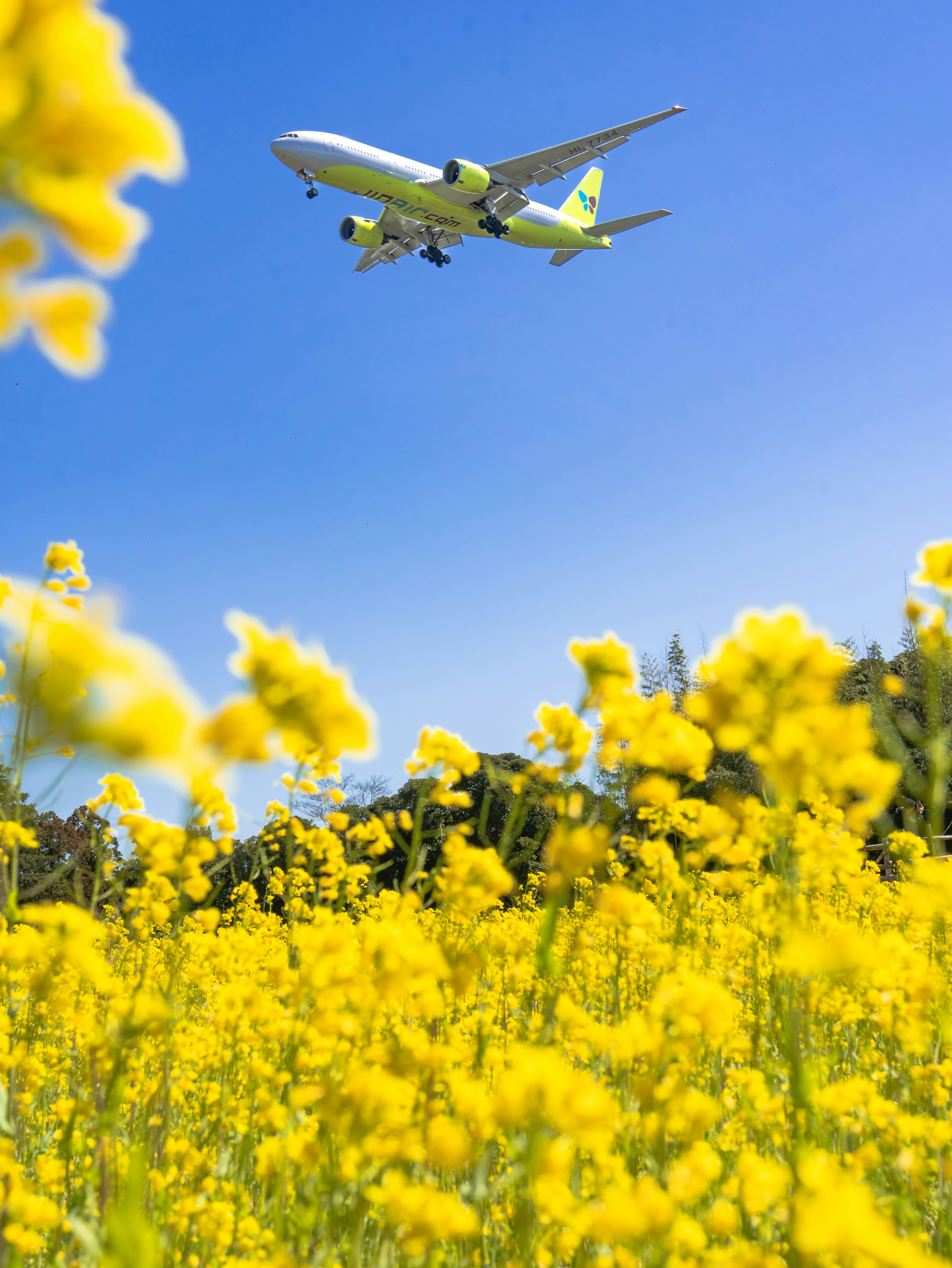 Avión volando sobre flores amarillas brillantes bajo un cielo azul claro