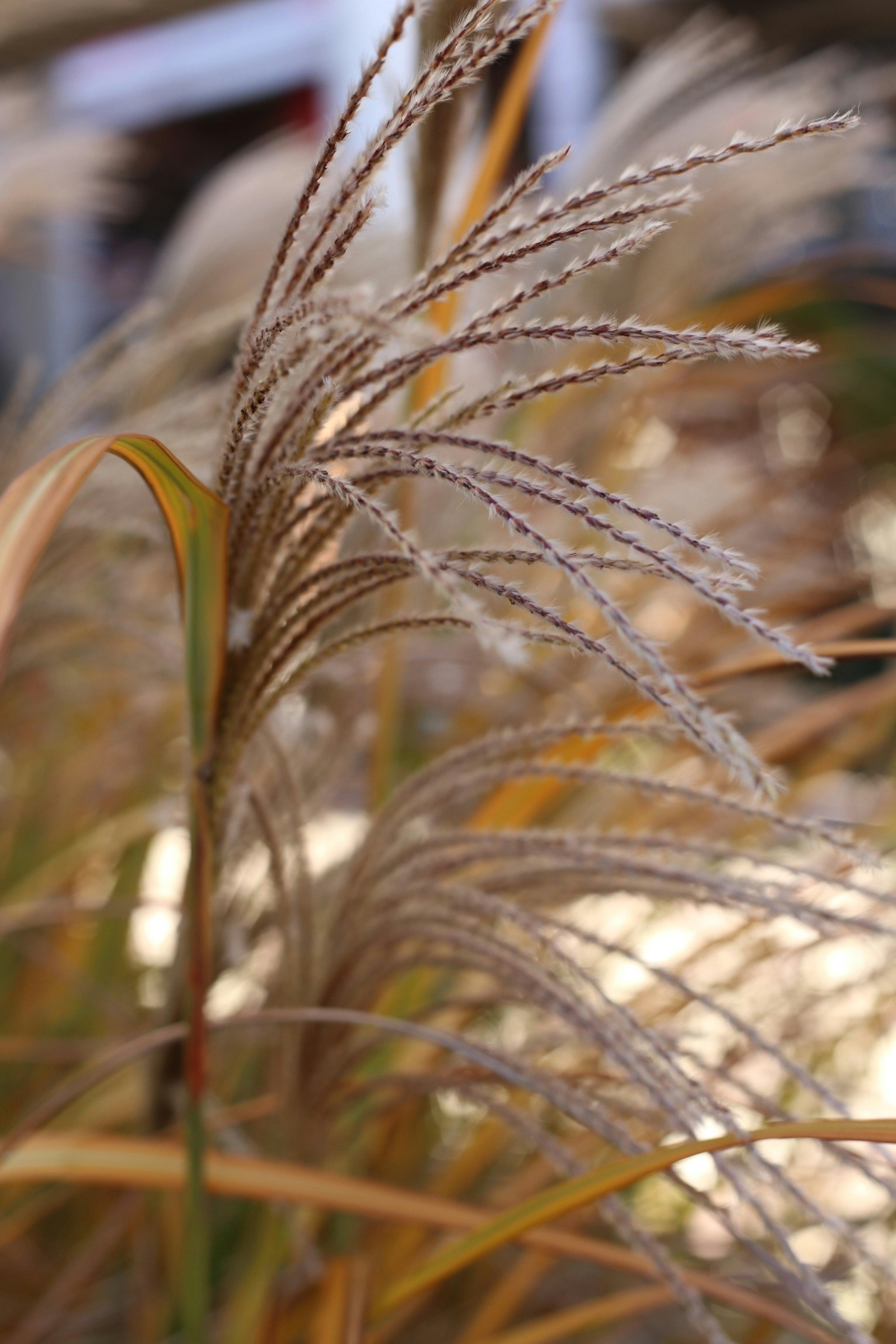 Image en gros plan d'herbe avec des plumets dorés