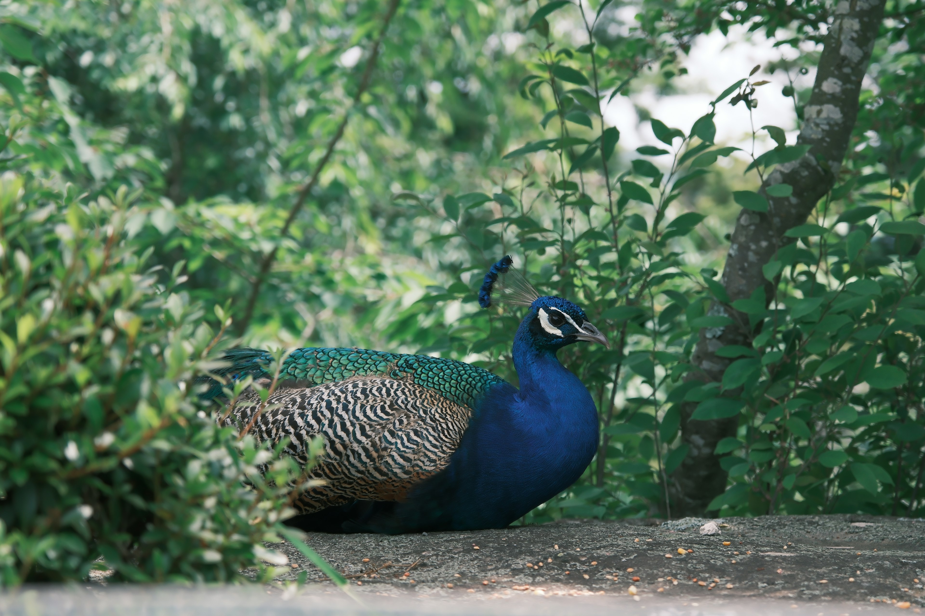 Pavo real con plumas azules descansando entre el follaje verde