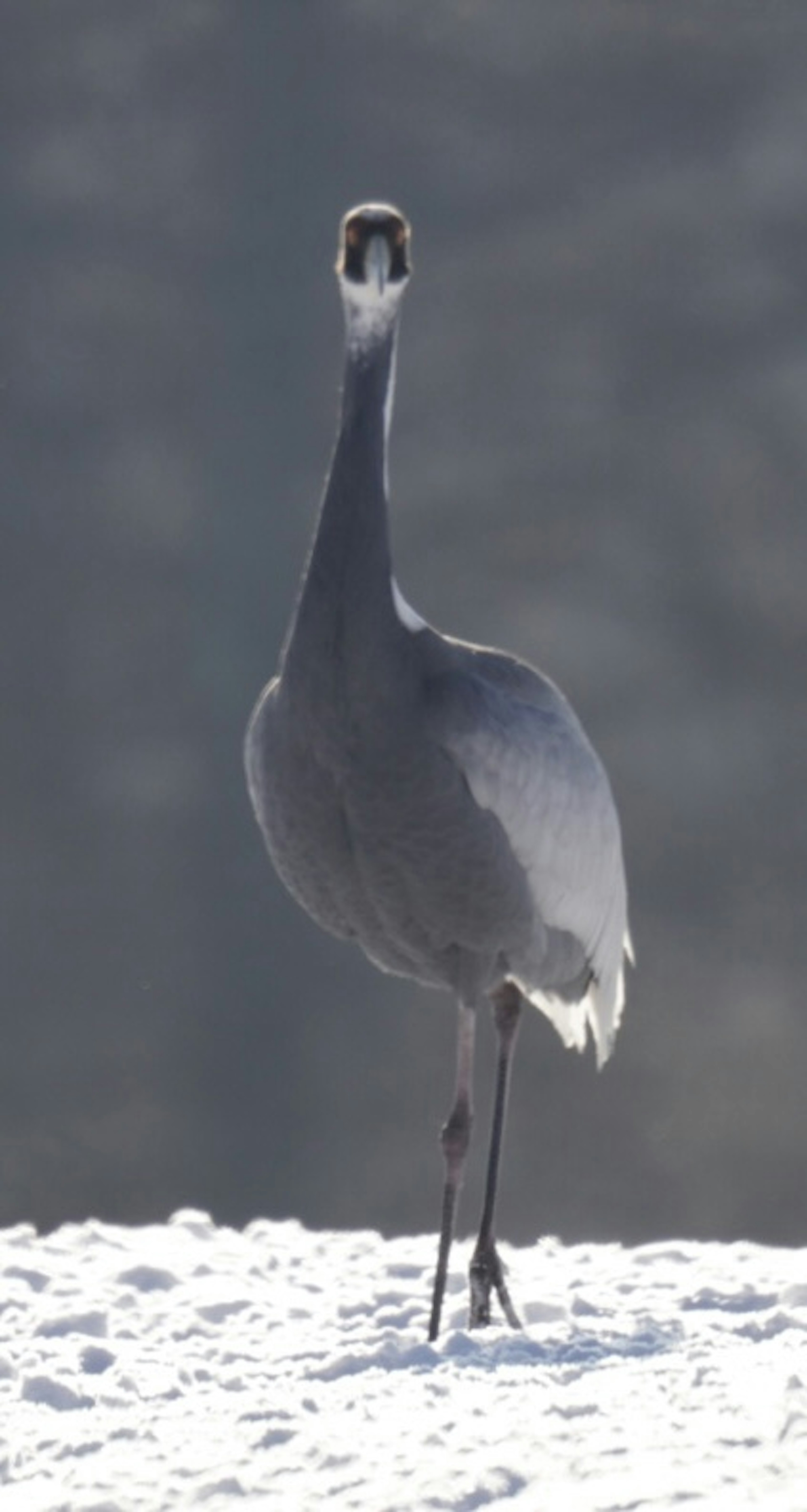 Una hermosa grulla de pie sobre la nieve