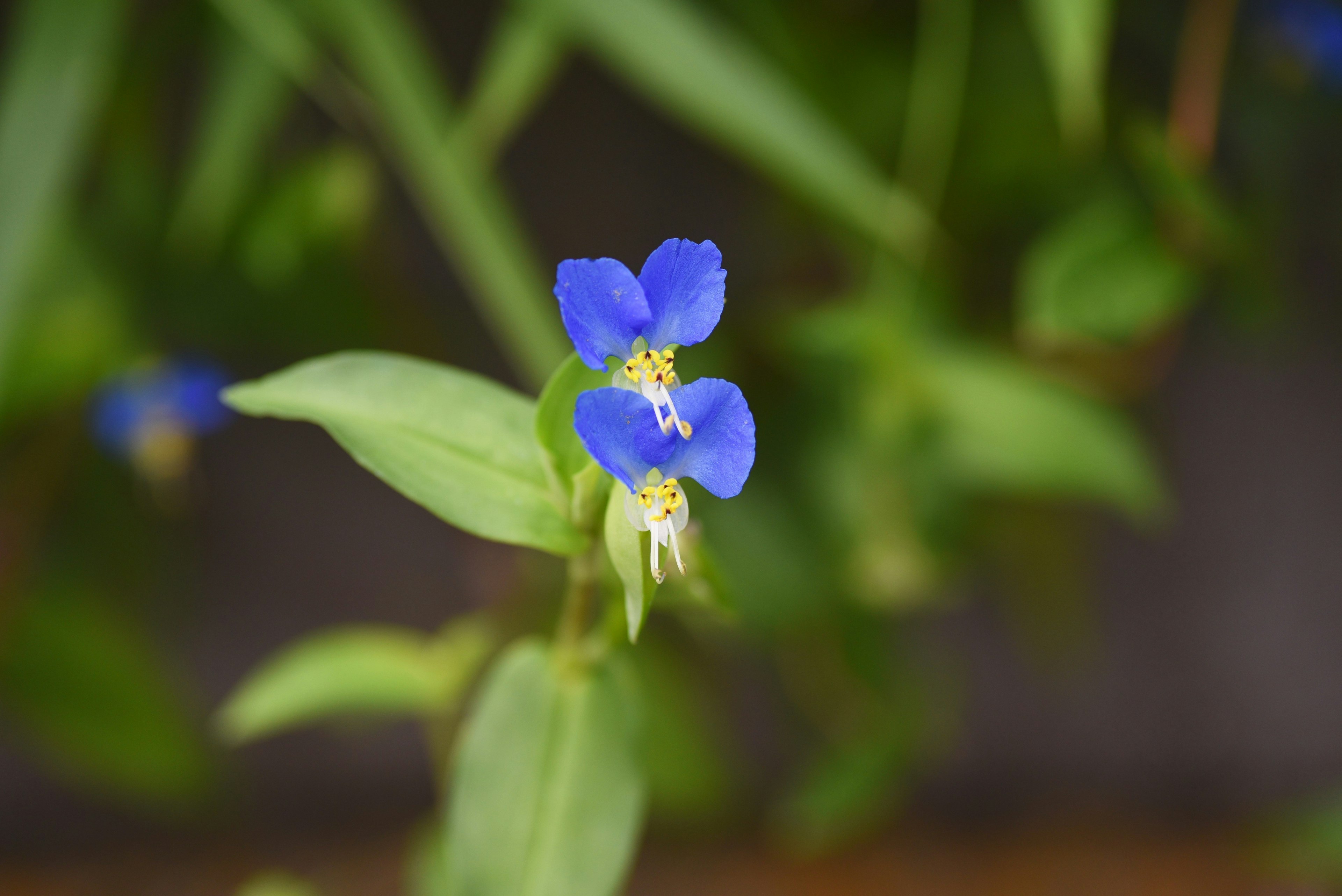 Bunga kecil berwarna biru dengan daun hijau dan detail halus