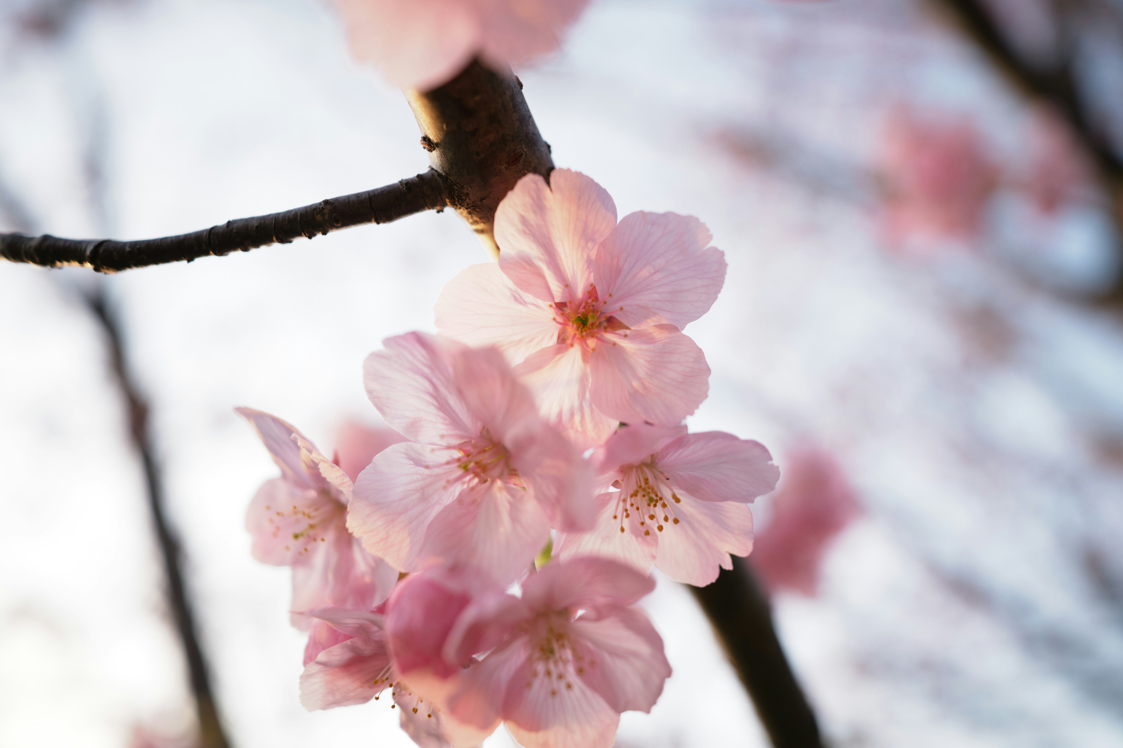 Kedekatan bunga sakura di cabang