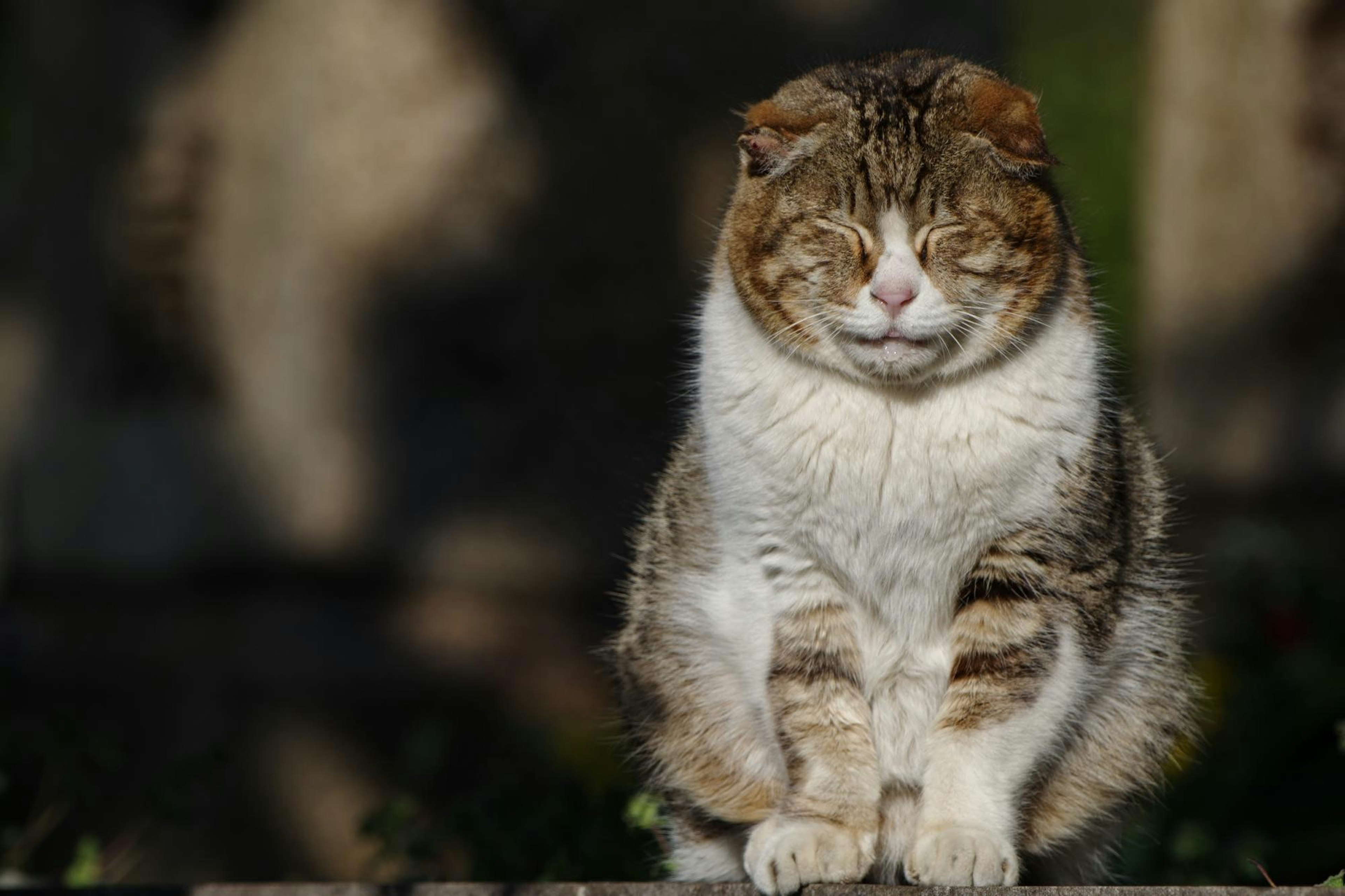 日向で目を閉じた猫が座っている