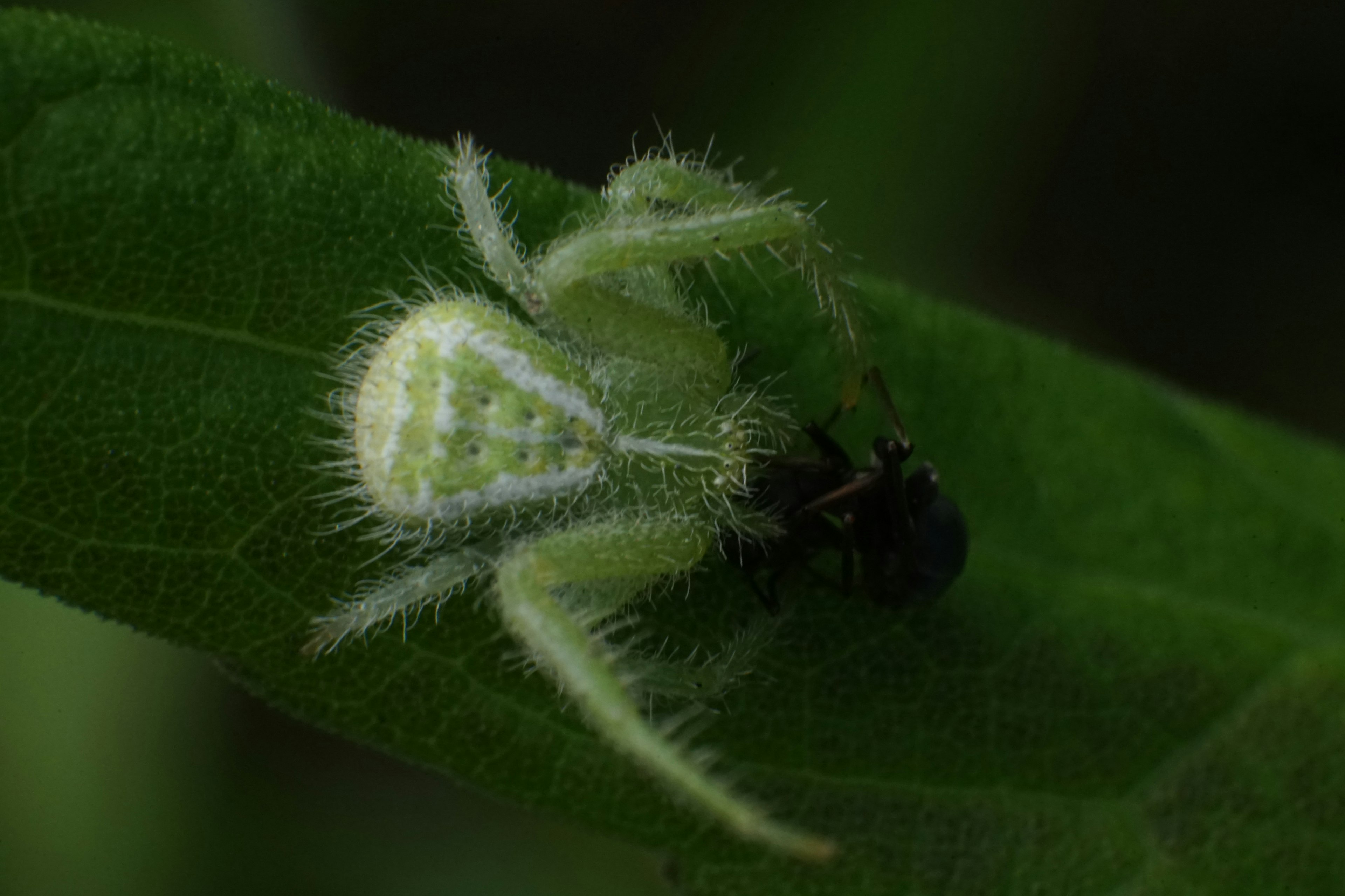 Gros plan d'une araignée blanche poilue sur une feuille verte