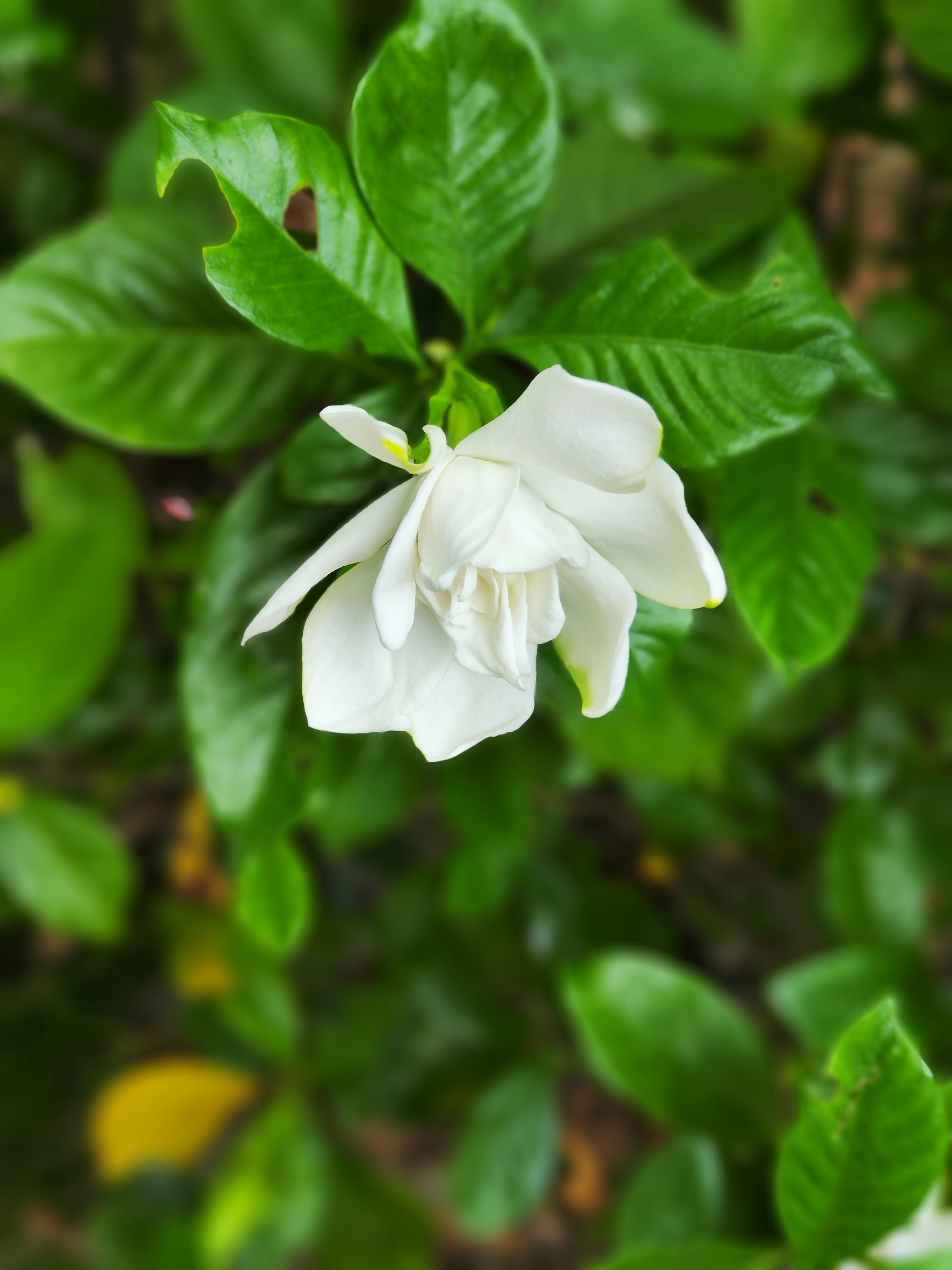 Flor de gardenia blanca rodeada de hojas verdes exuberantes