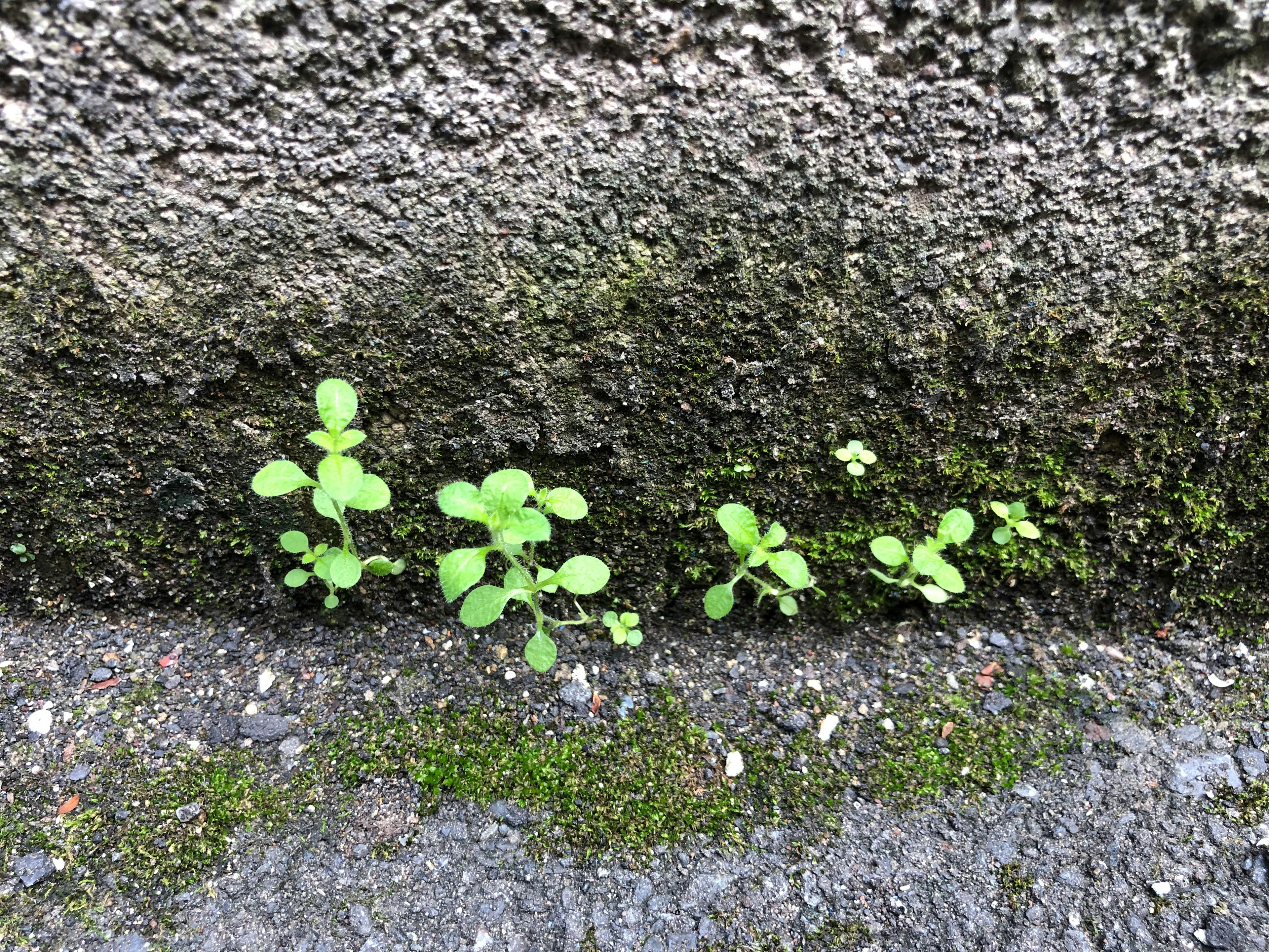 Small green plants growing from a crack in a concrete wall