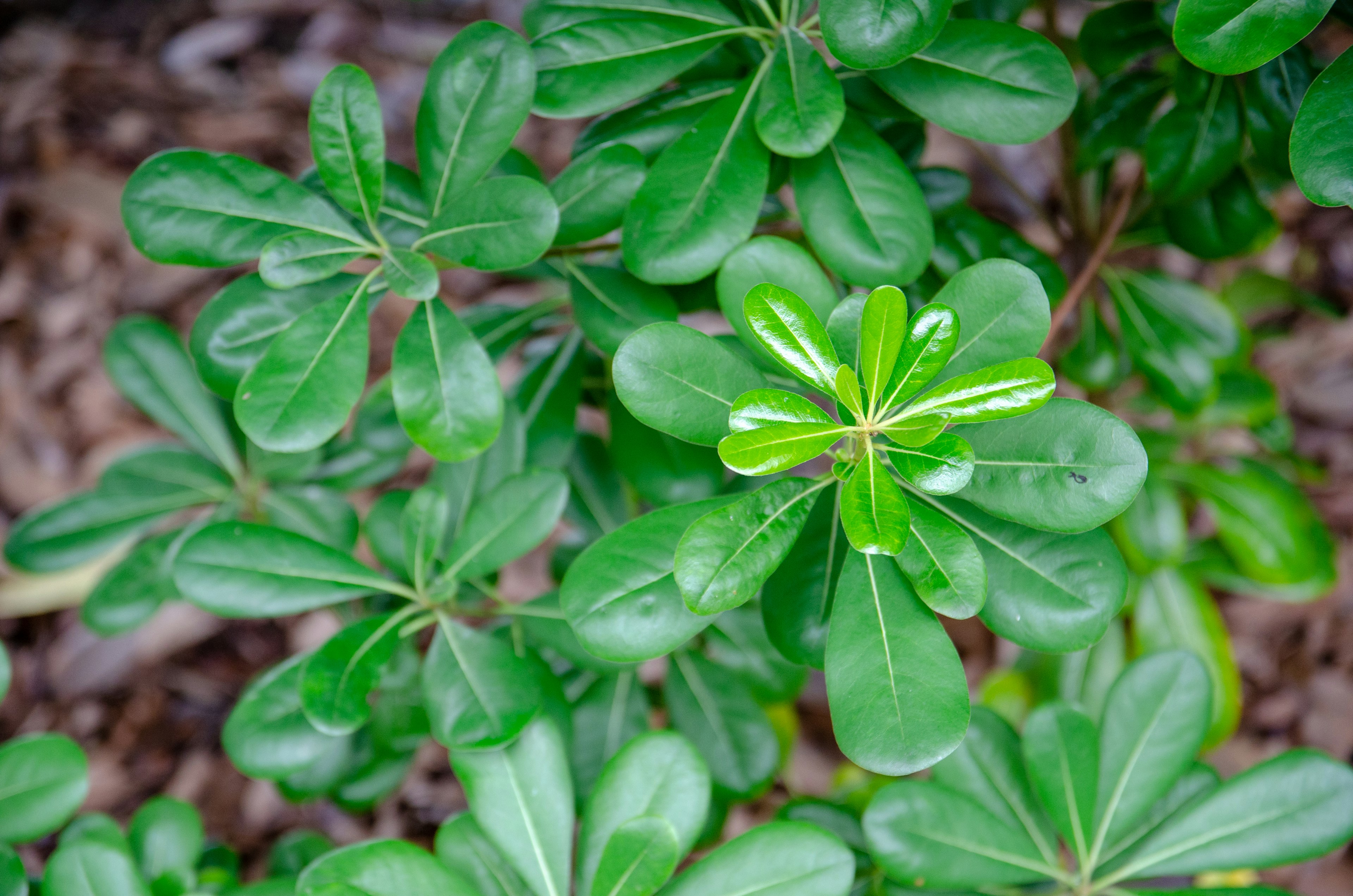 Gros plan d'une plante avec des feuilles vertes denses