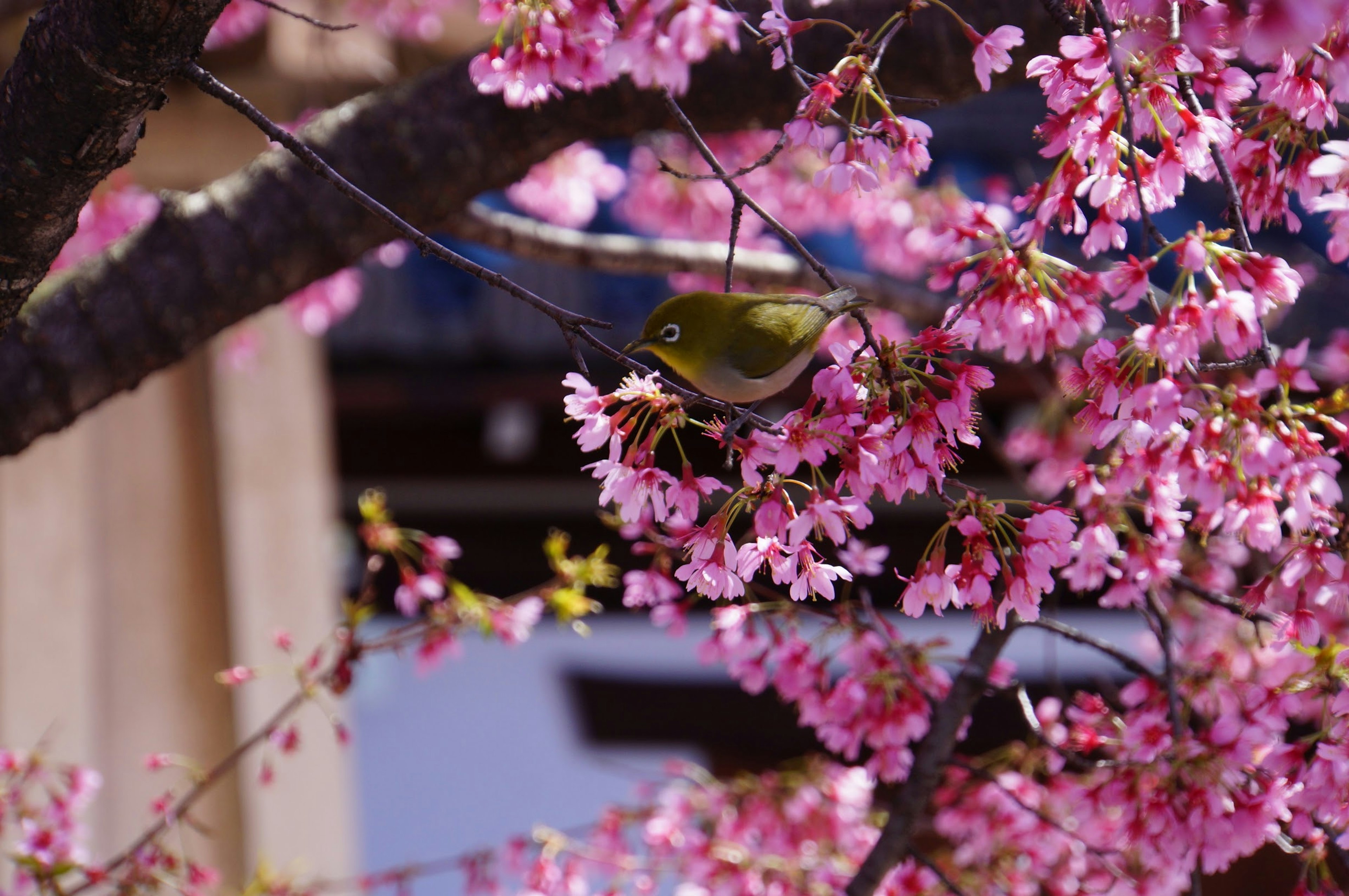 Seekor burung kecil tersembunyi di antara bunga sakura pink yang cerah