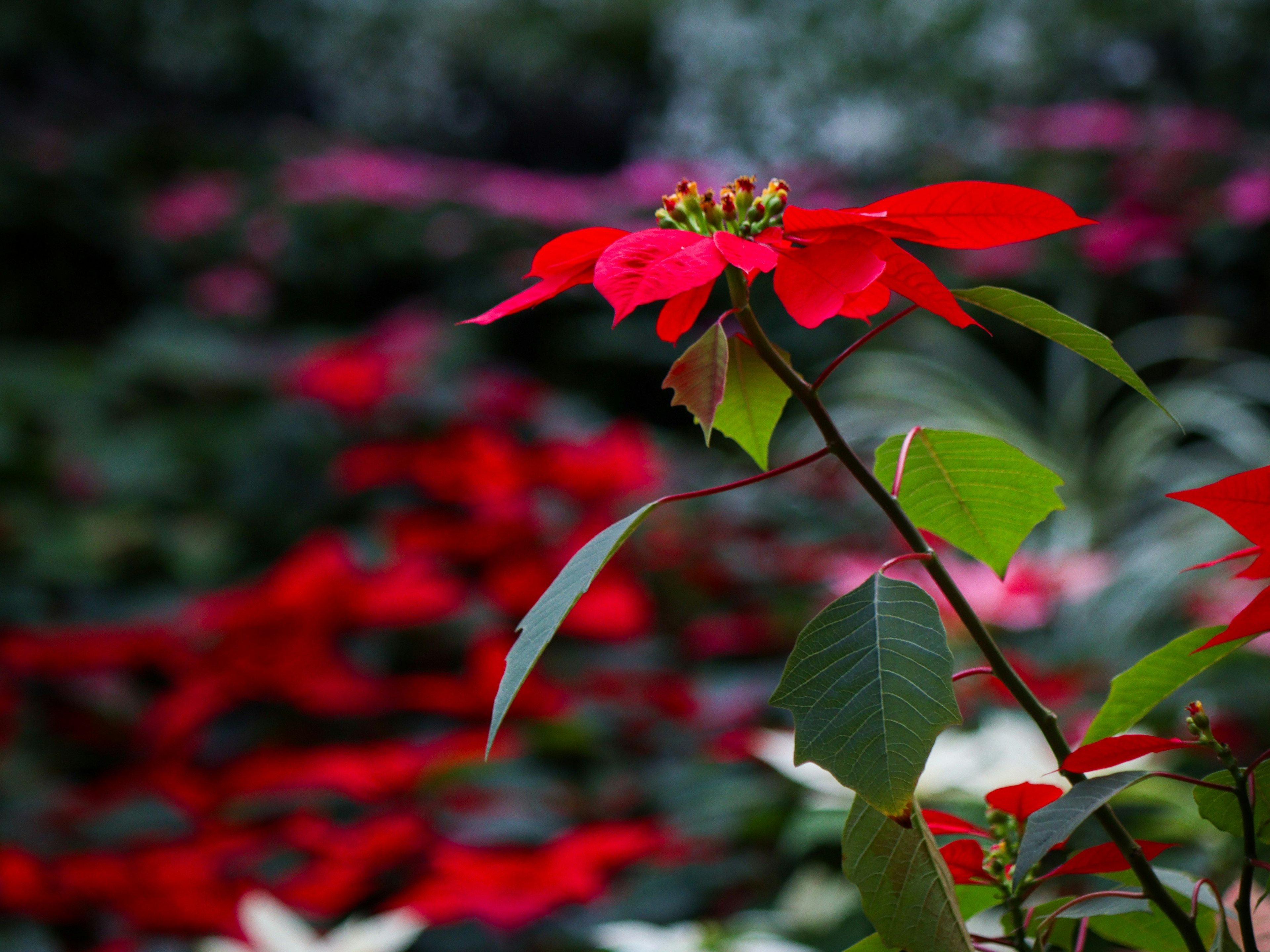 ภาพโคลสอัพของดอกไม้คริสต์มาสสีแดงพร้อมพื้นหลังเป็นดอกไม้หลากสีที่เบลอ