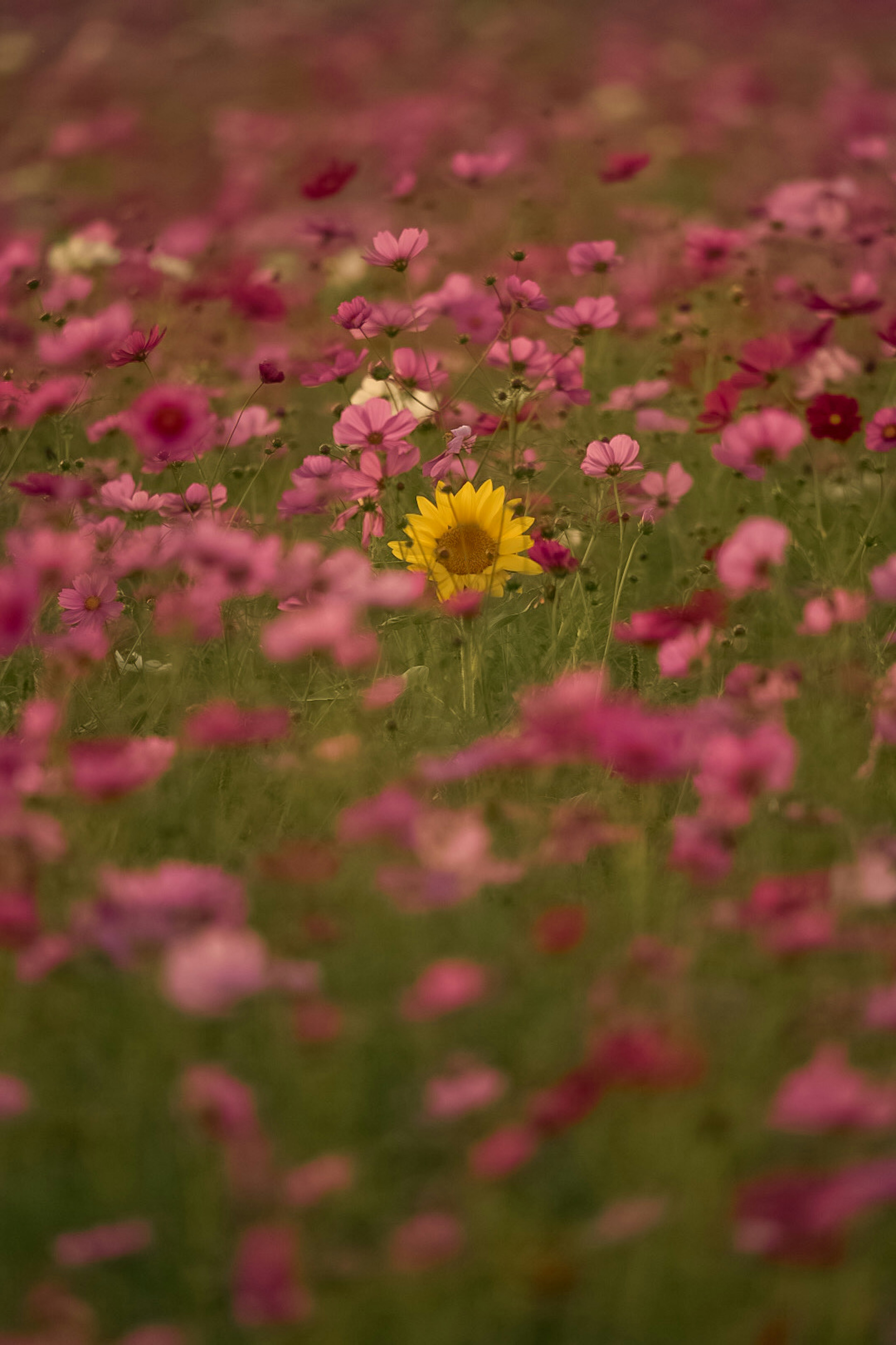 Un singolo girasole circondato da un campo di fiori rosa