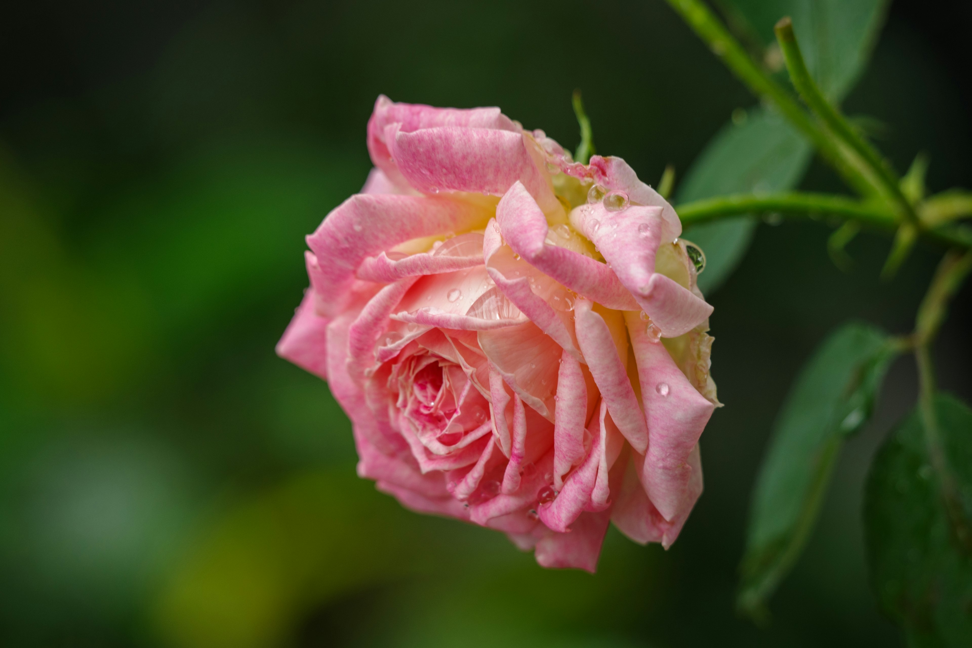 Eine zarte rosa Rose hebt sich von einem grünen Hintergrund ab