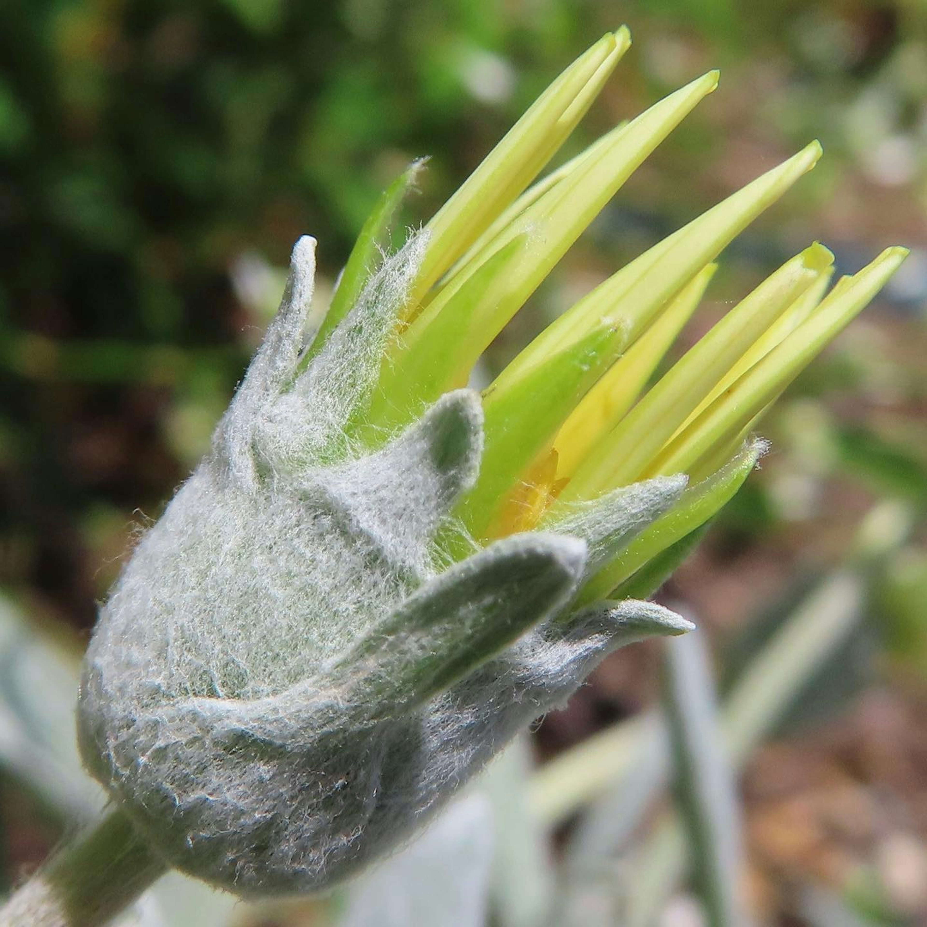 緑色の花芽が特徴的で、柔らかい毛に覆われている