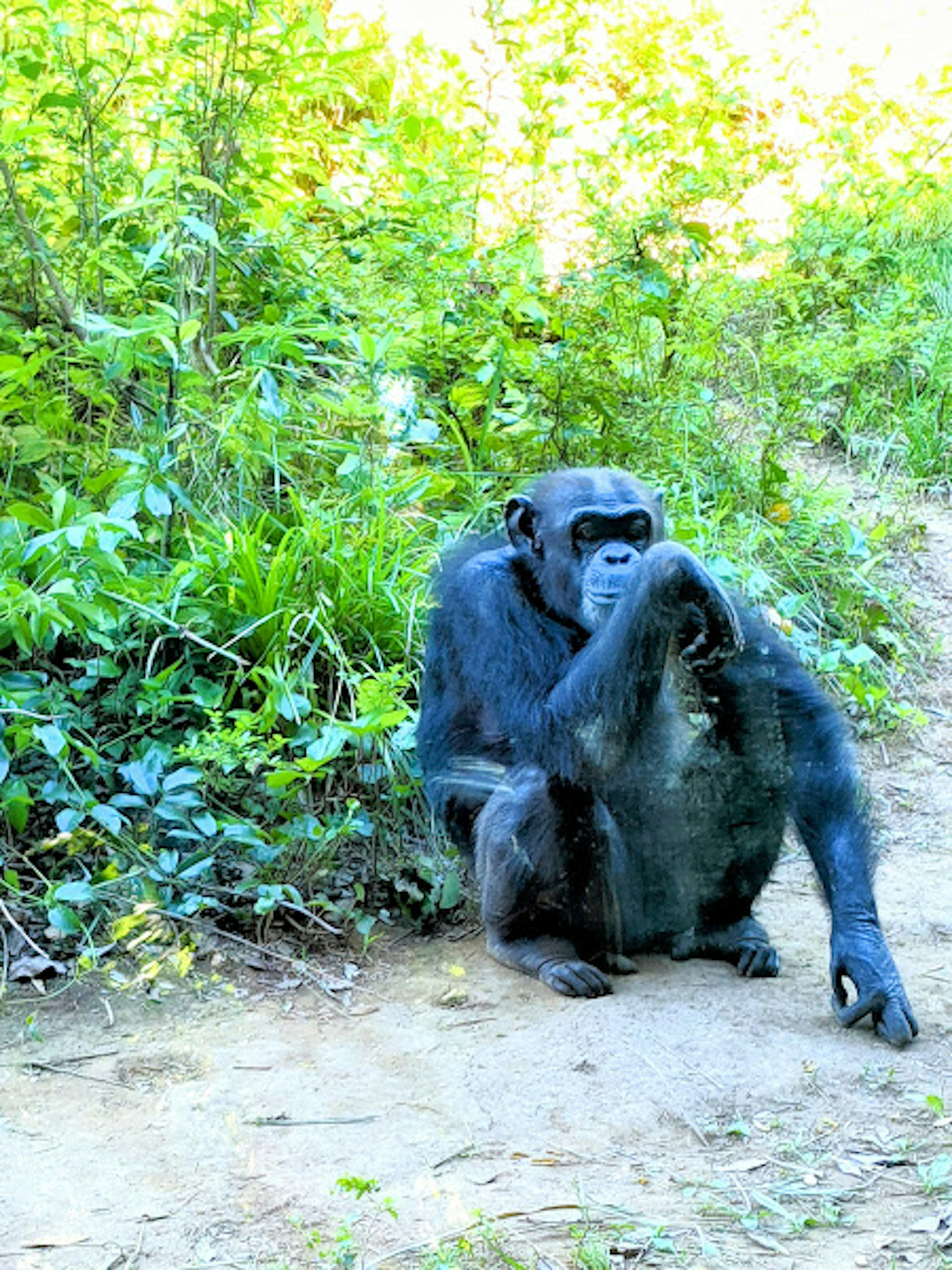 Chimpanzee sitting against a lush green background