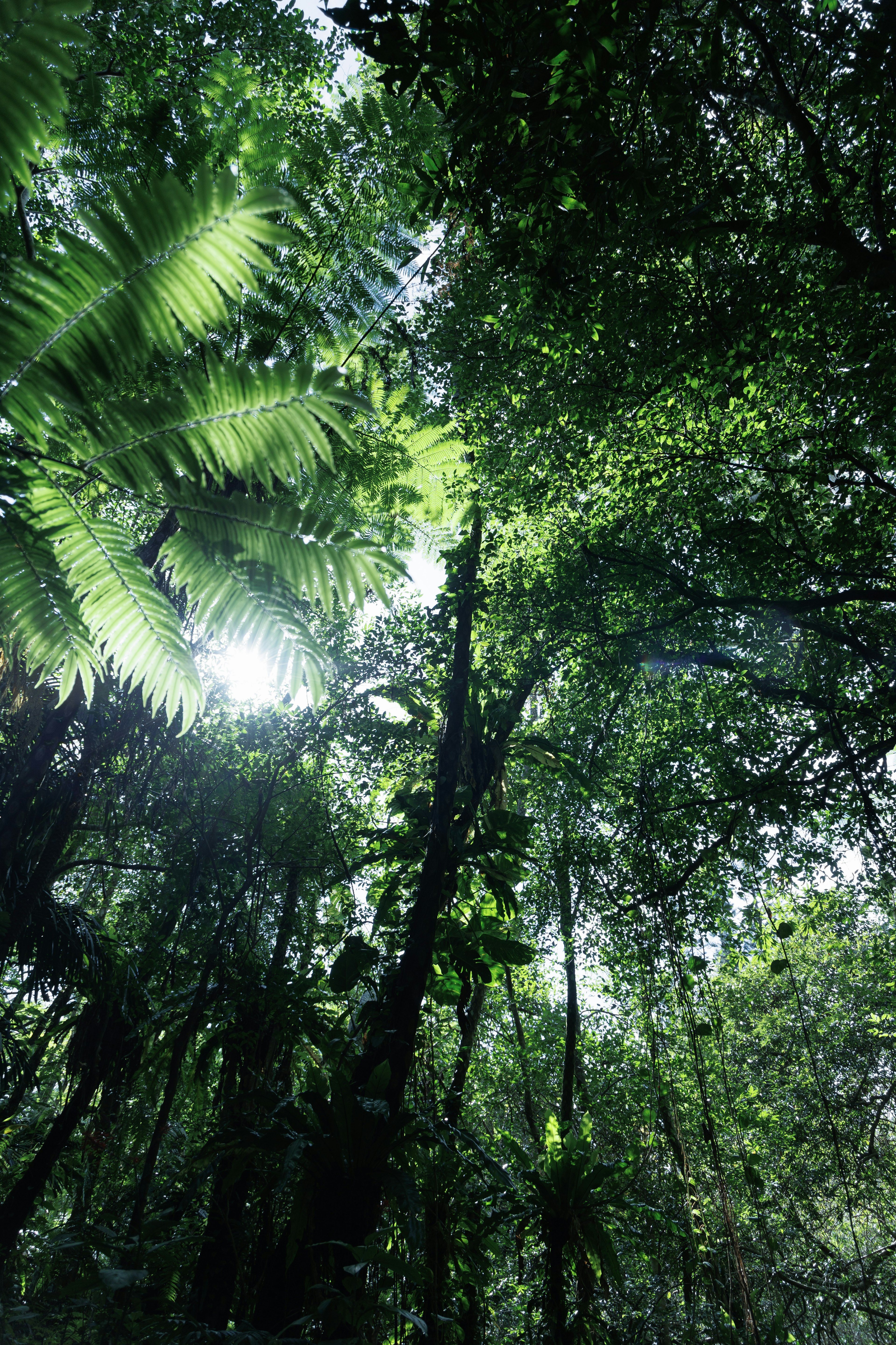 Lush green trees reaching towards the sky in a dense forest