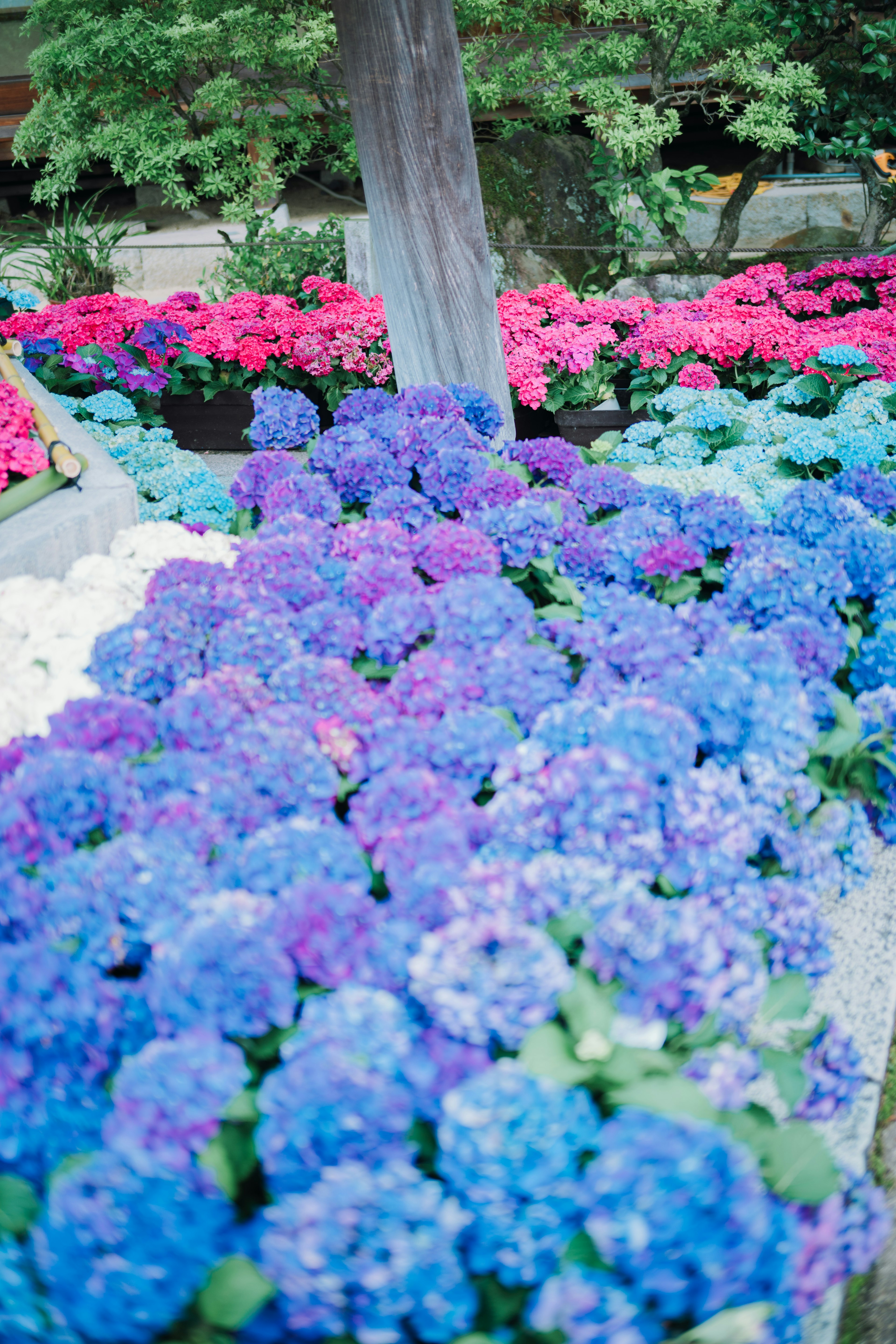 色とりどりのアジサイの花が咲いている風景