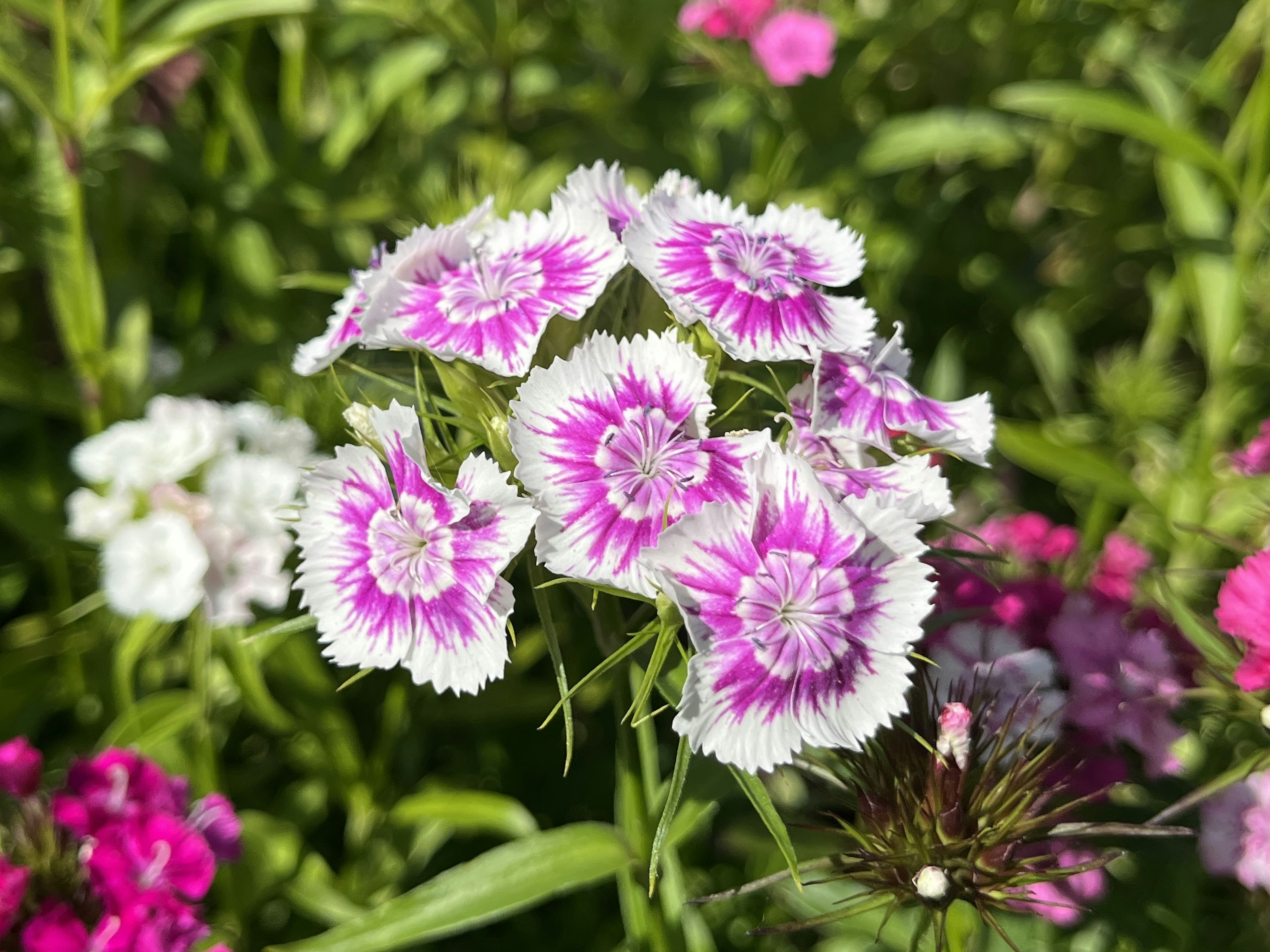 鮮やかな紫と白の花が咲く花束