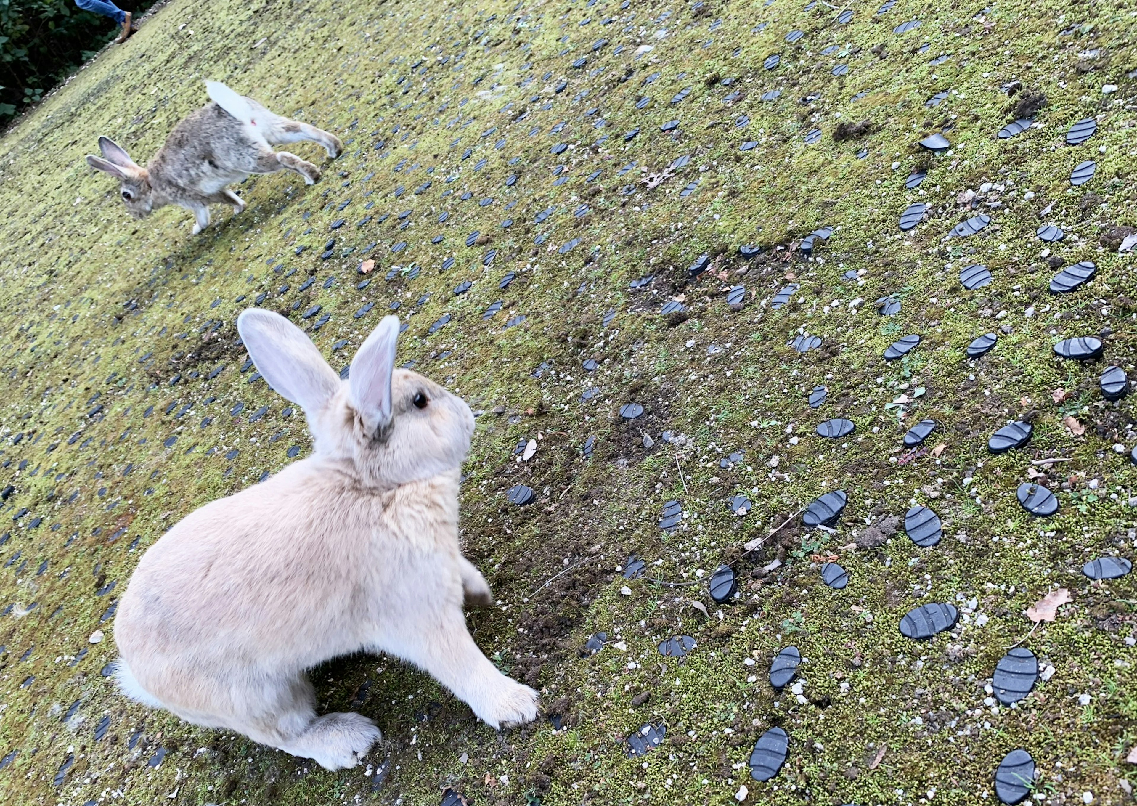 白いウサギが草の上に座っている背景に他のウサギがいる