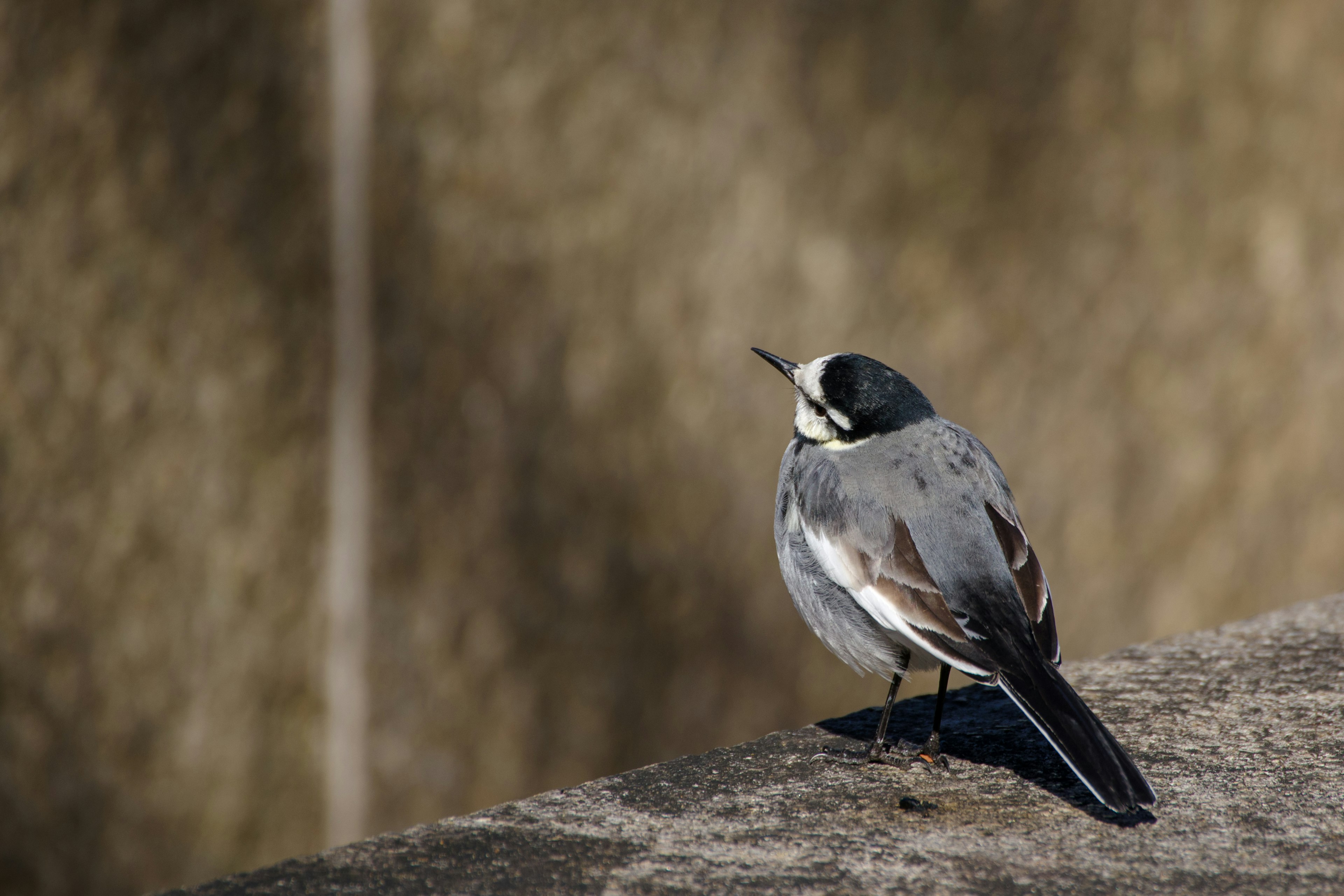 Un oiseau gris perché sur un rebord avec un arrière-plan flou