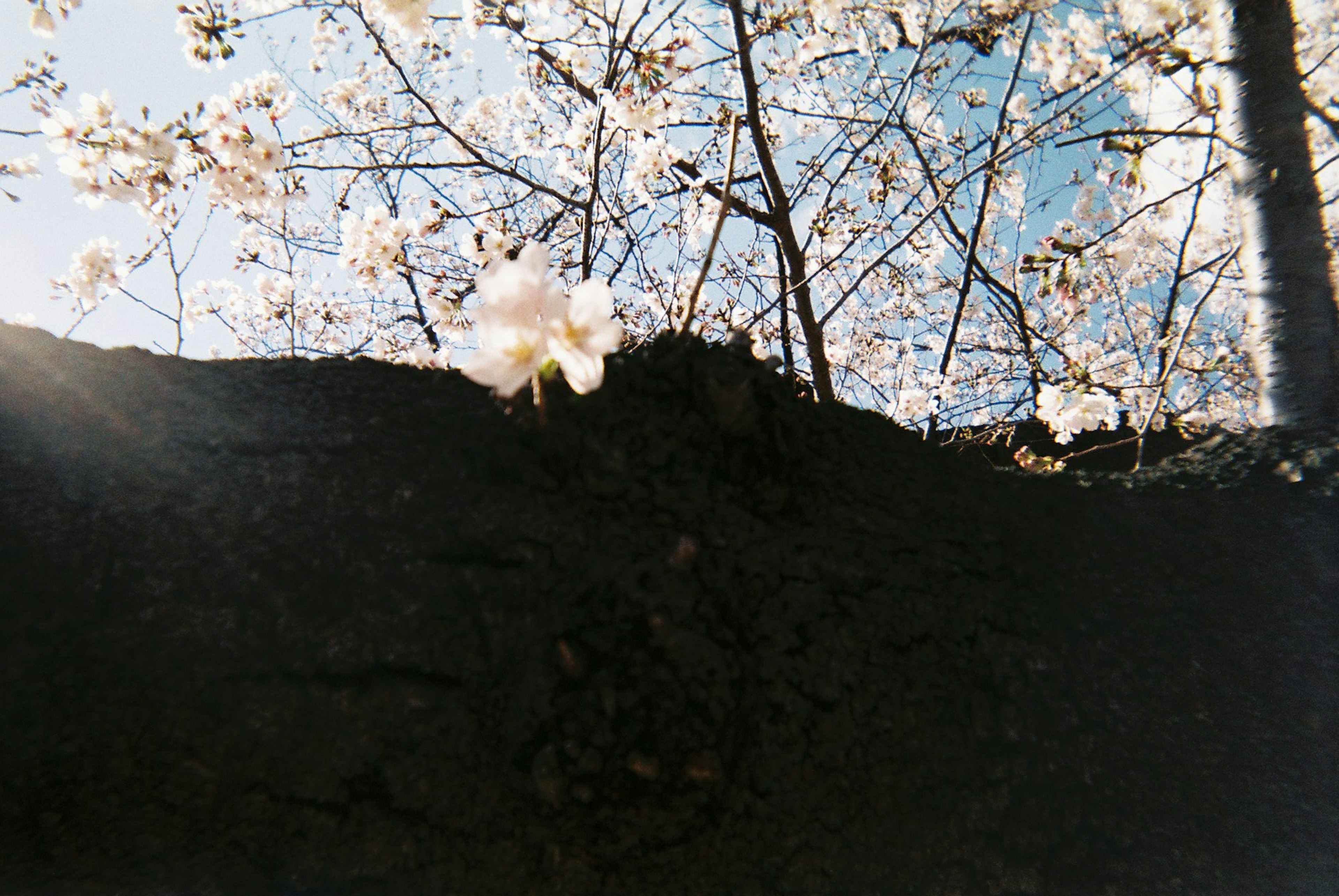 青空の下に咲く桜の花と木の幹の写真