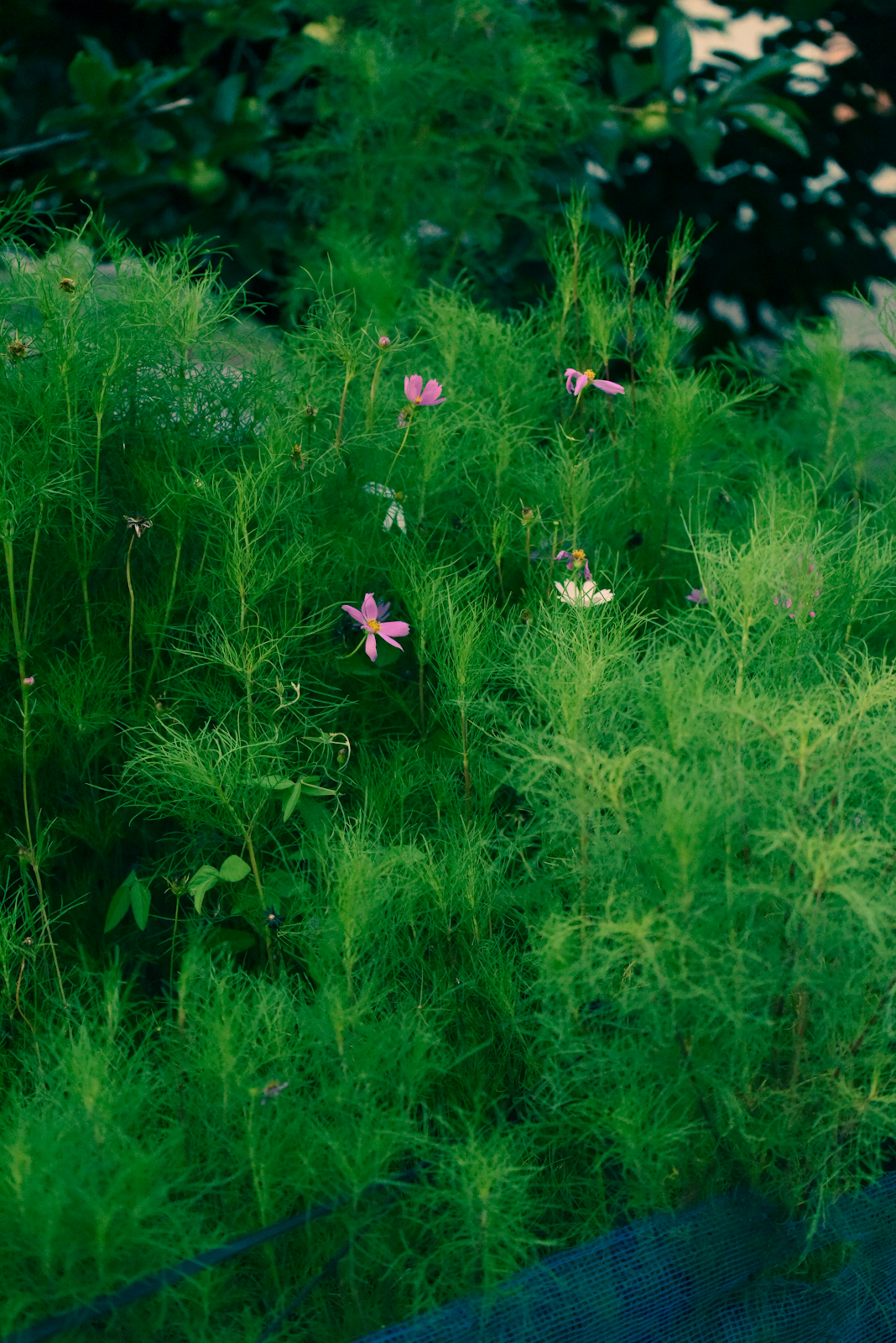 緑豊かな植物の中に小さなピンクの花が見える風景