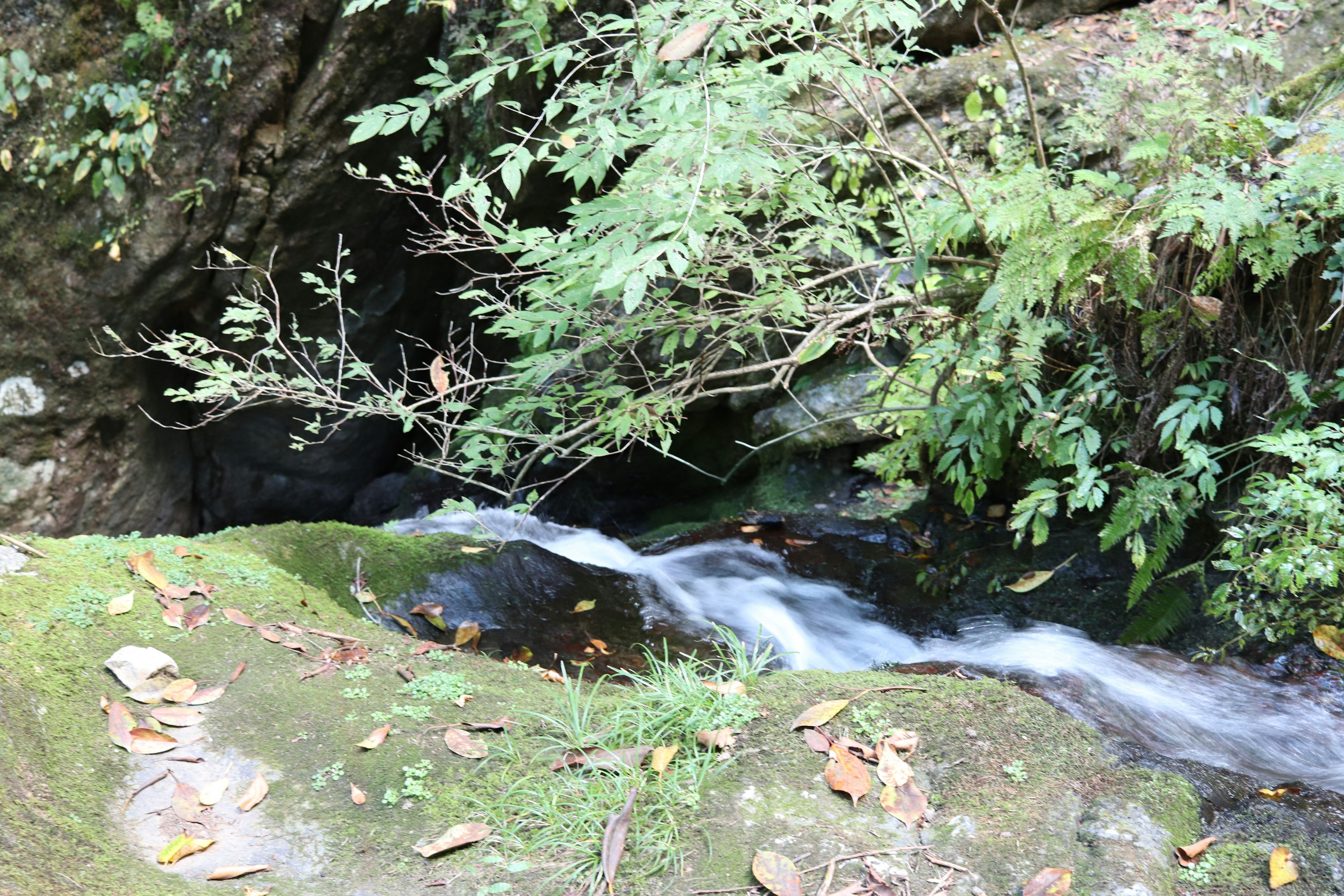 Eine malerische Ansicht eines kleinen Baches, der durch einen üppigen grünen Wald fließt