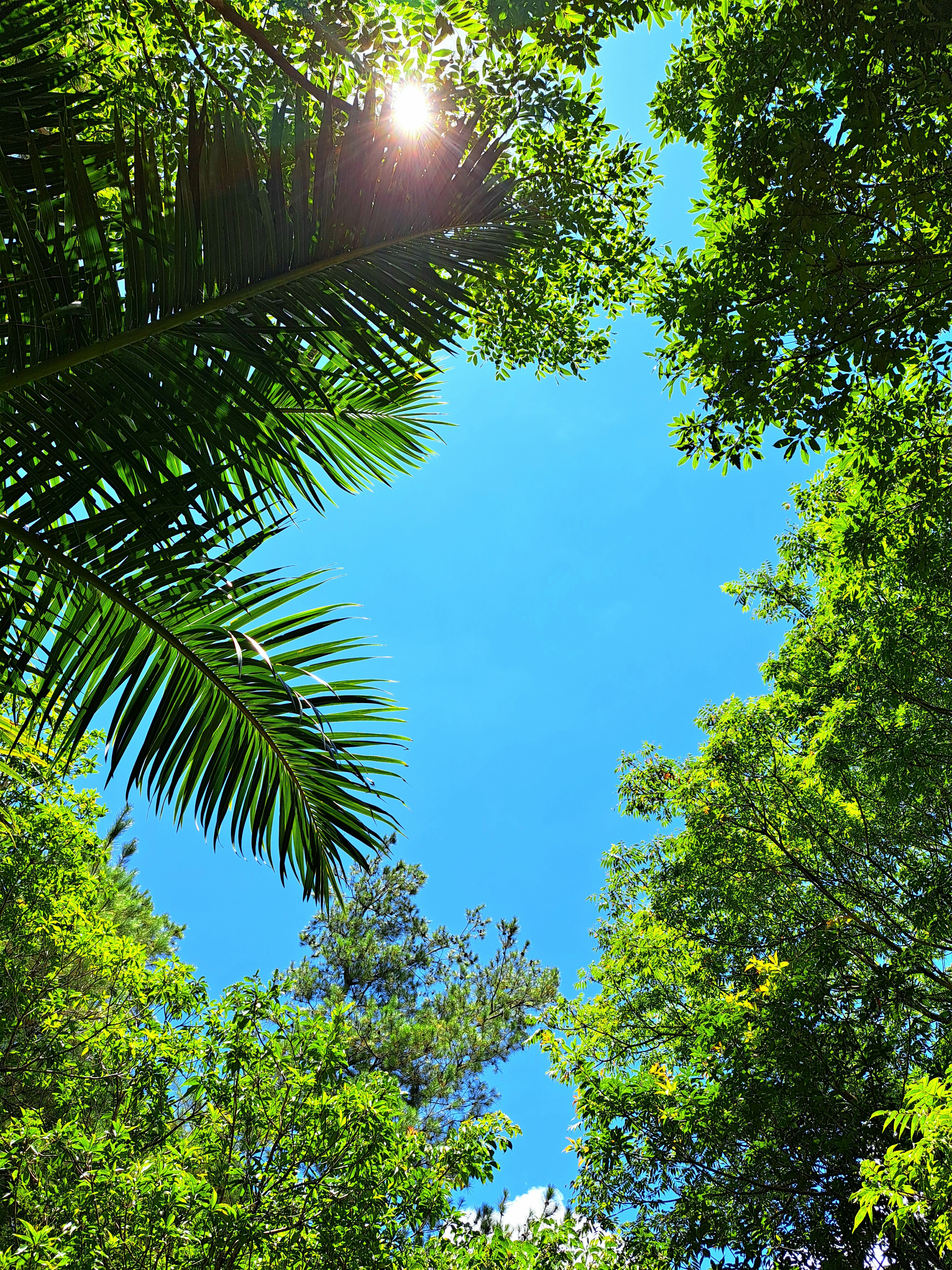 Naturlandschaft umgeben von grünen Bäumen und blauem Himmel