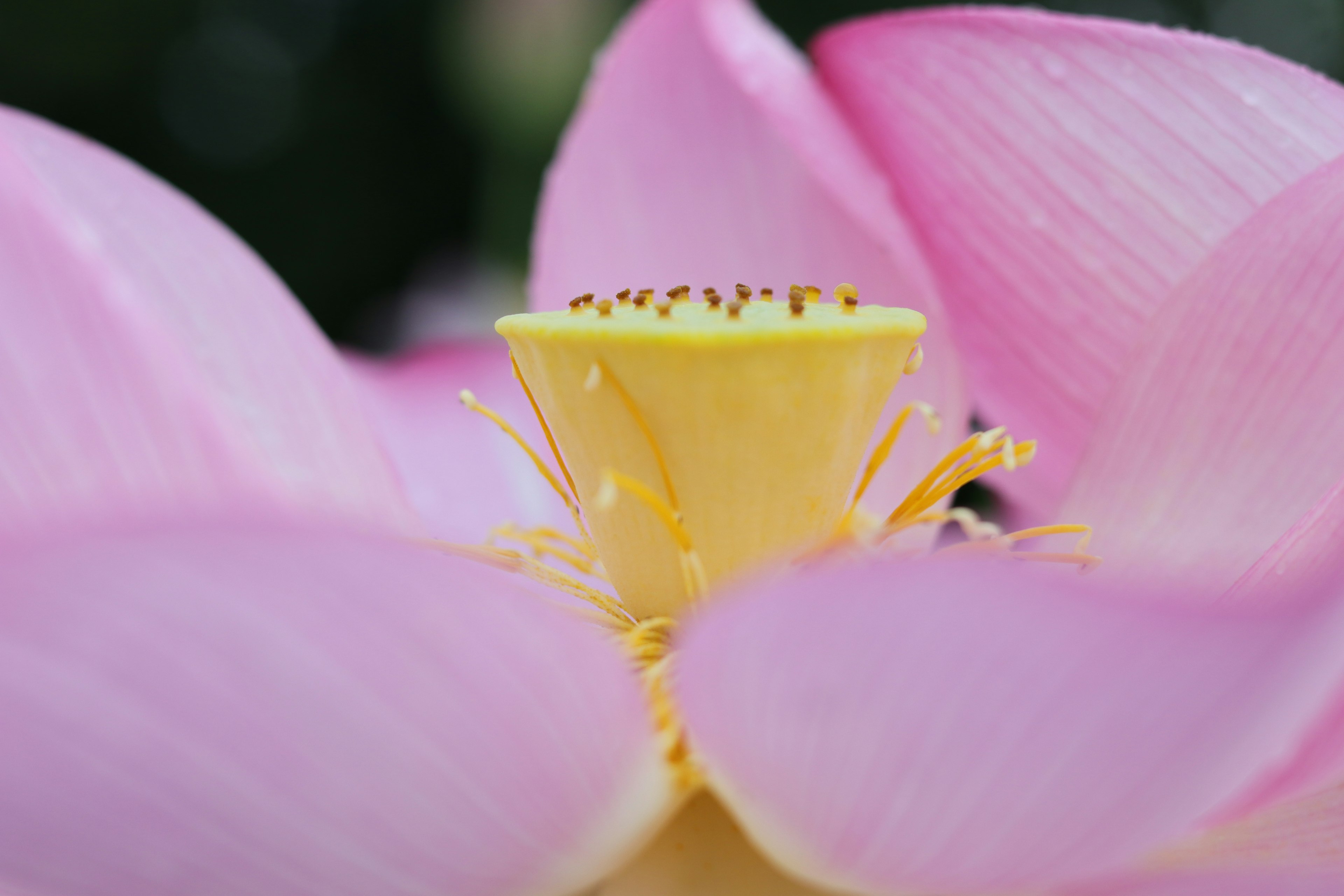 Gros plan d'une belle fleur de lotus rose avec un centre jaune