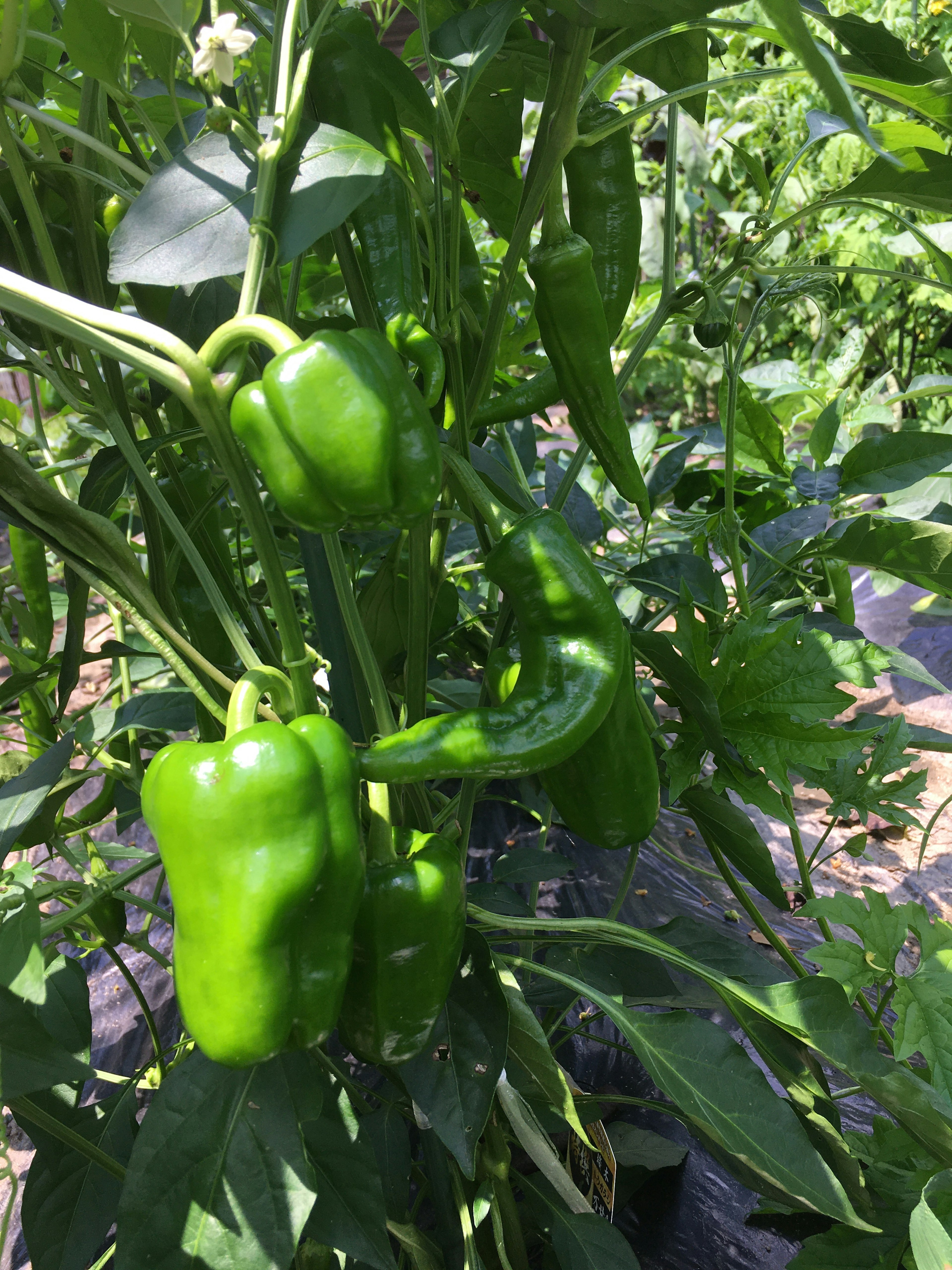 Close-up of growing green bell peppers on a plant