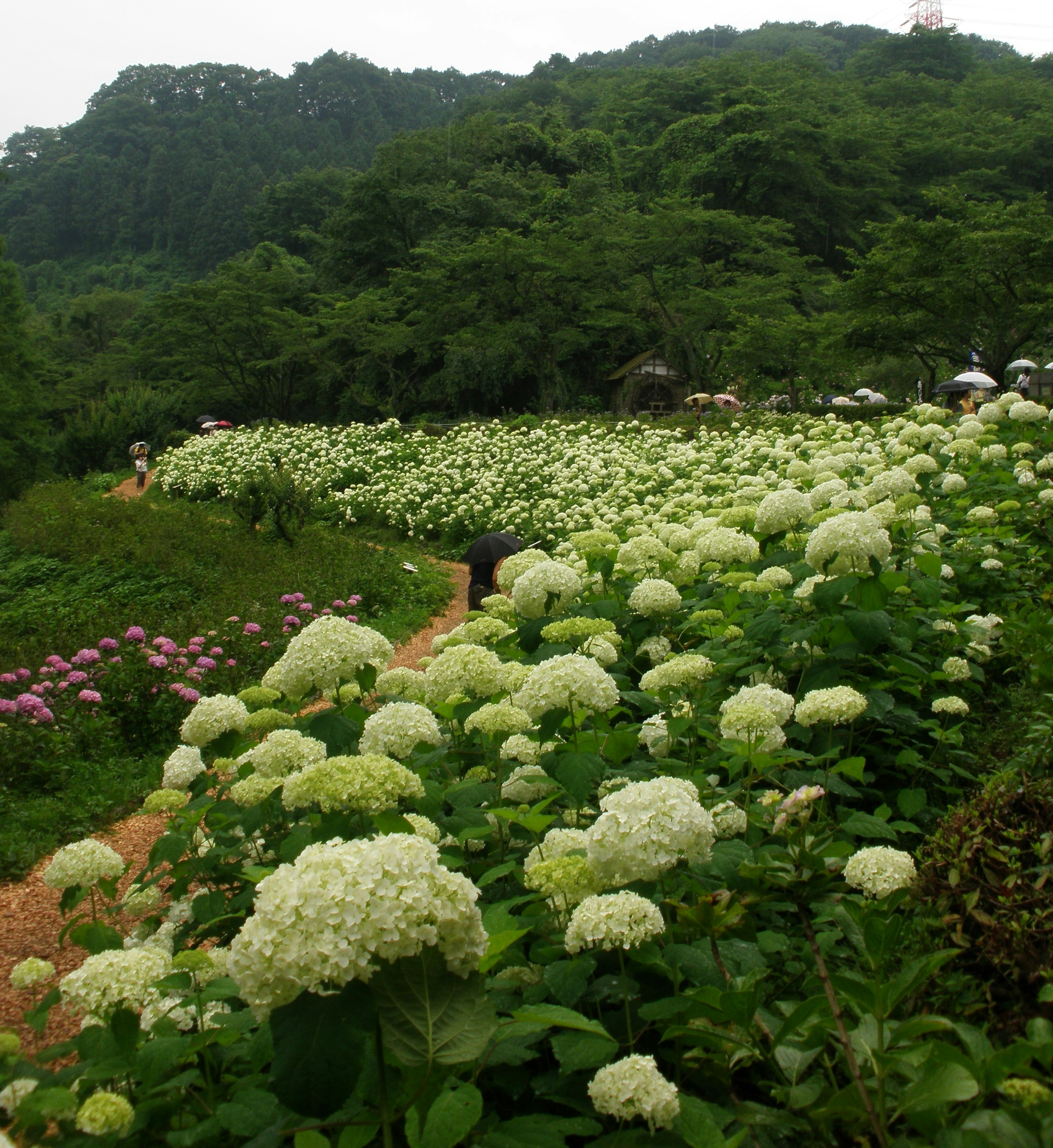 녹색 산을 배경으로 한 흰색 수국 밭