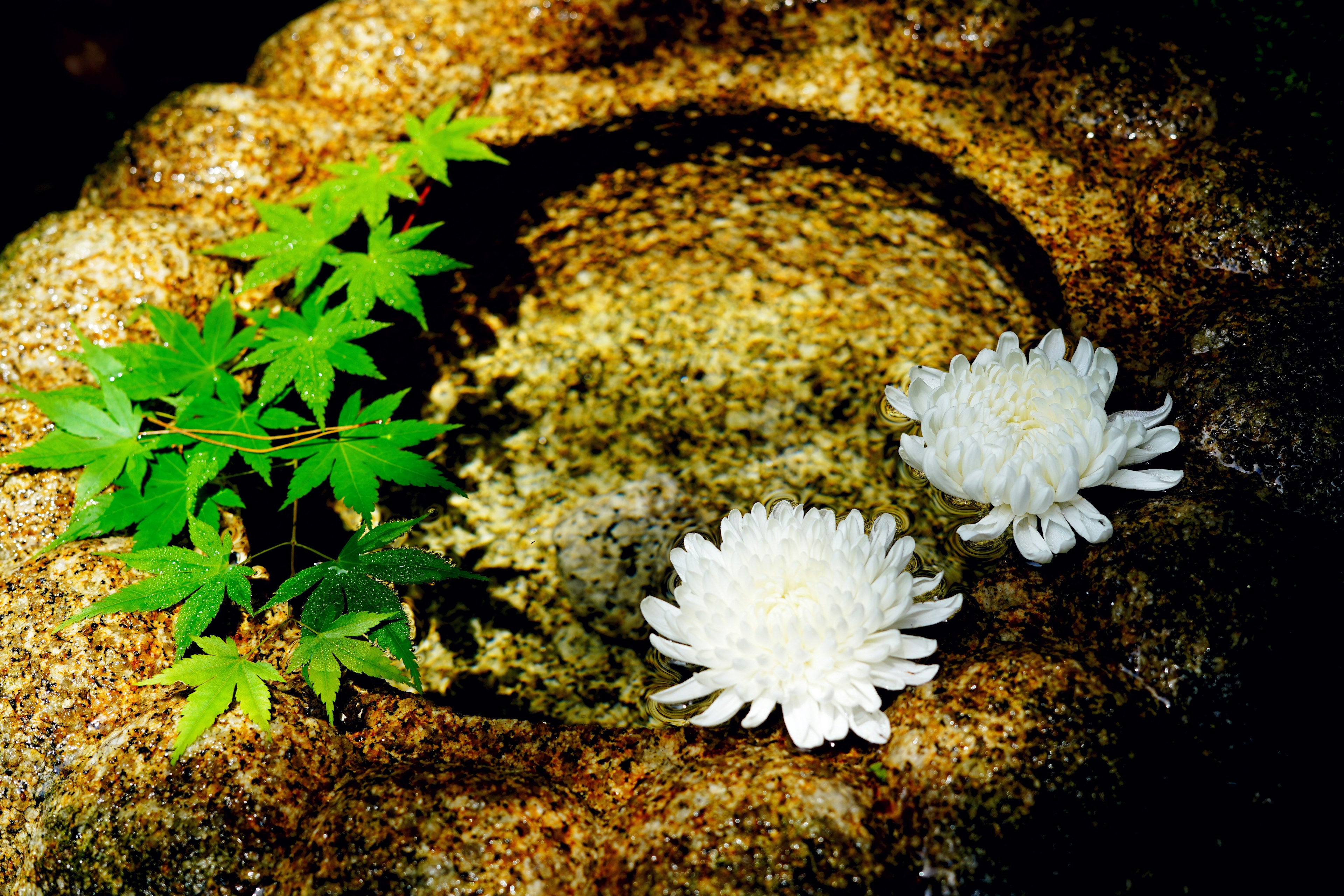 Weiße Blumen und grüne Blätter, die in einer Steinschale mit Wasser schwimmen