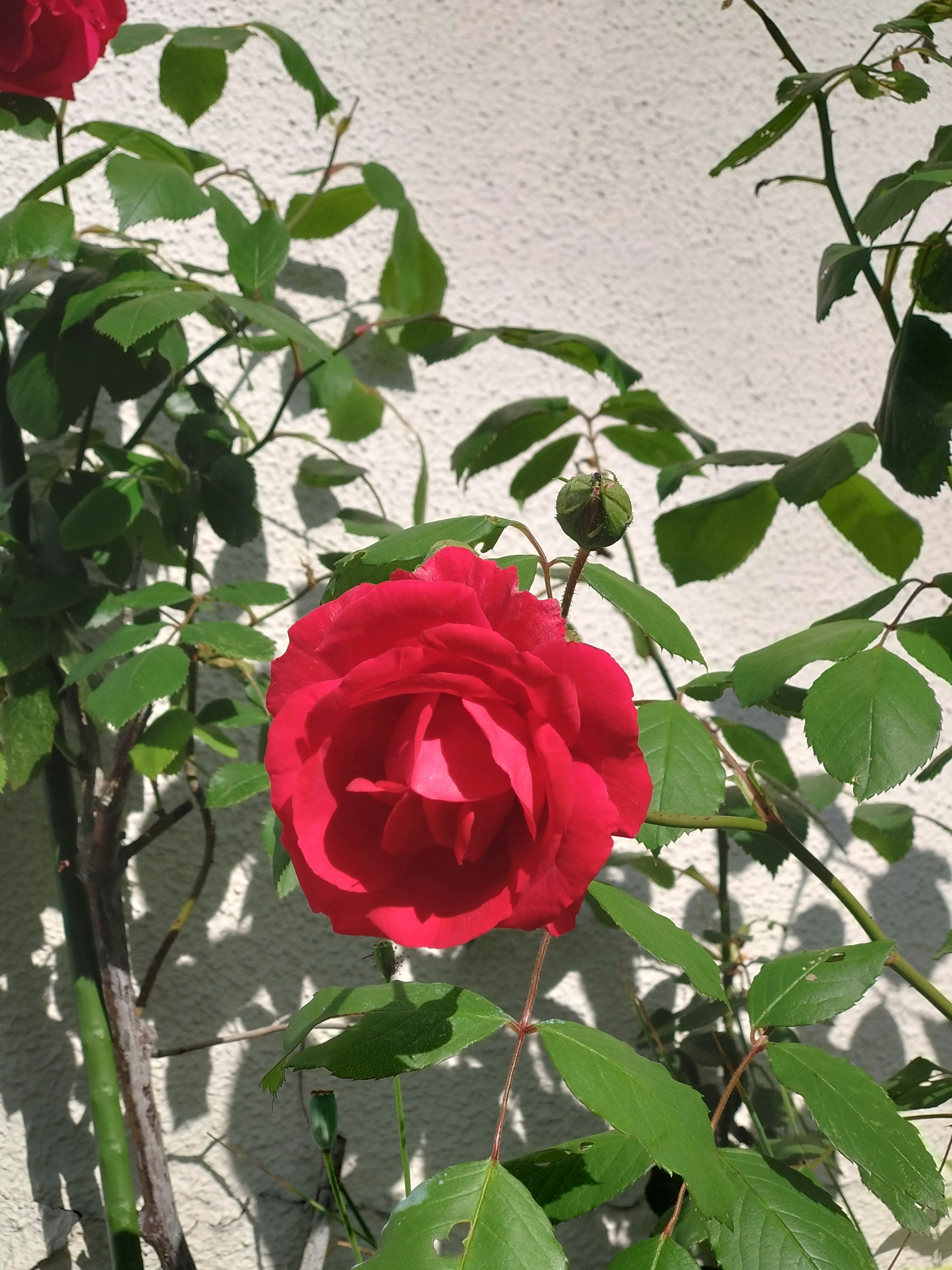 A red rose blooming surrounded by green leaves