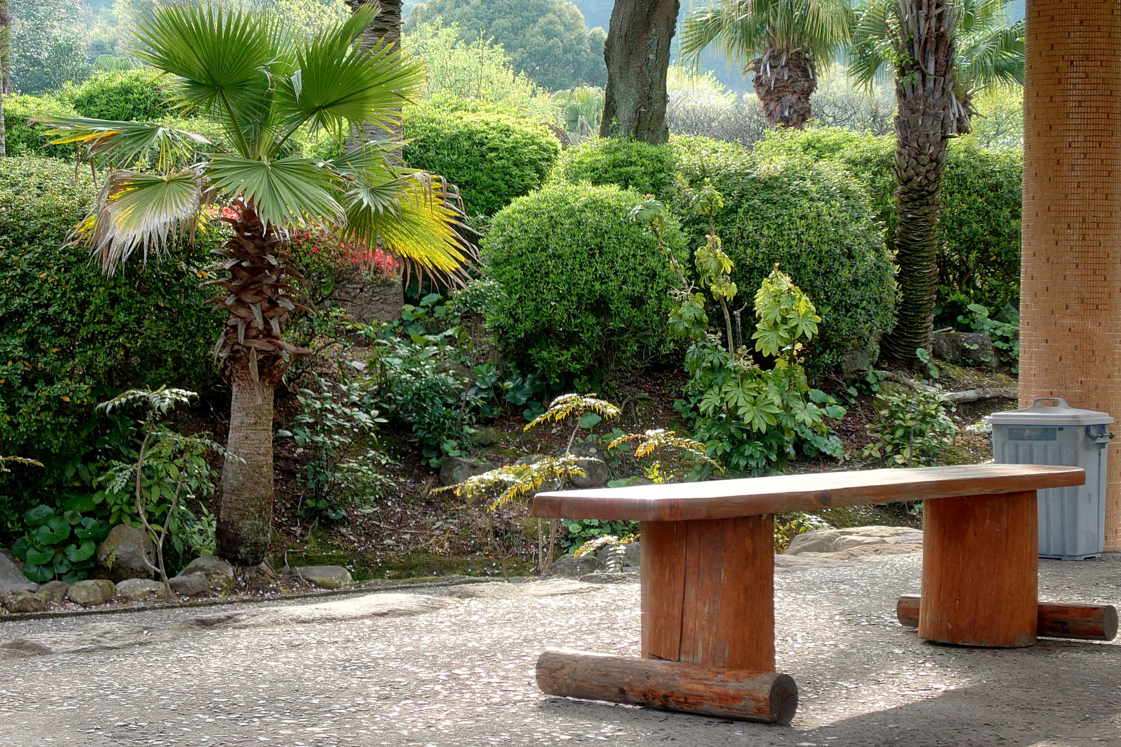 Wooden bench in a lush garden with palm trees and shrubs