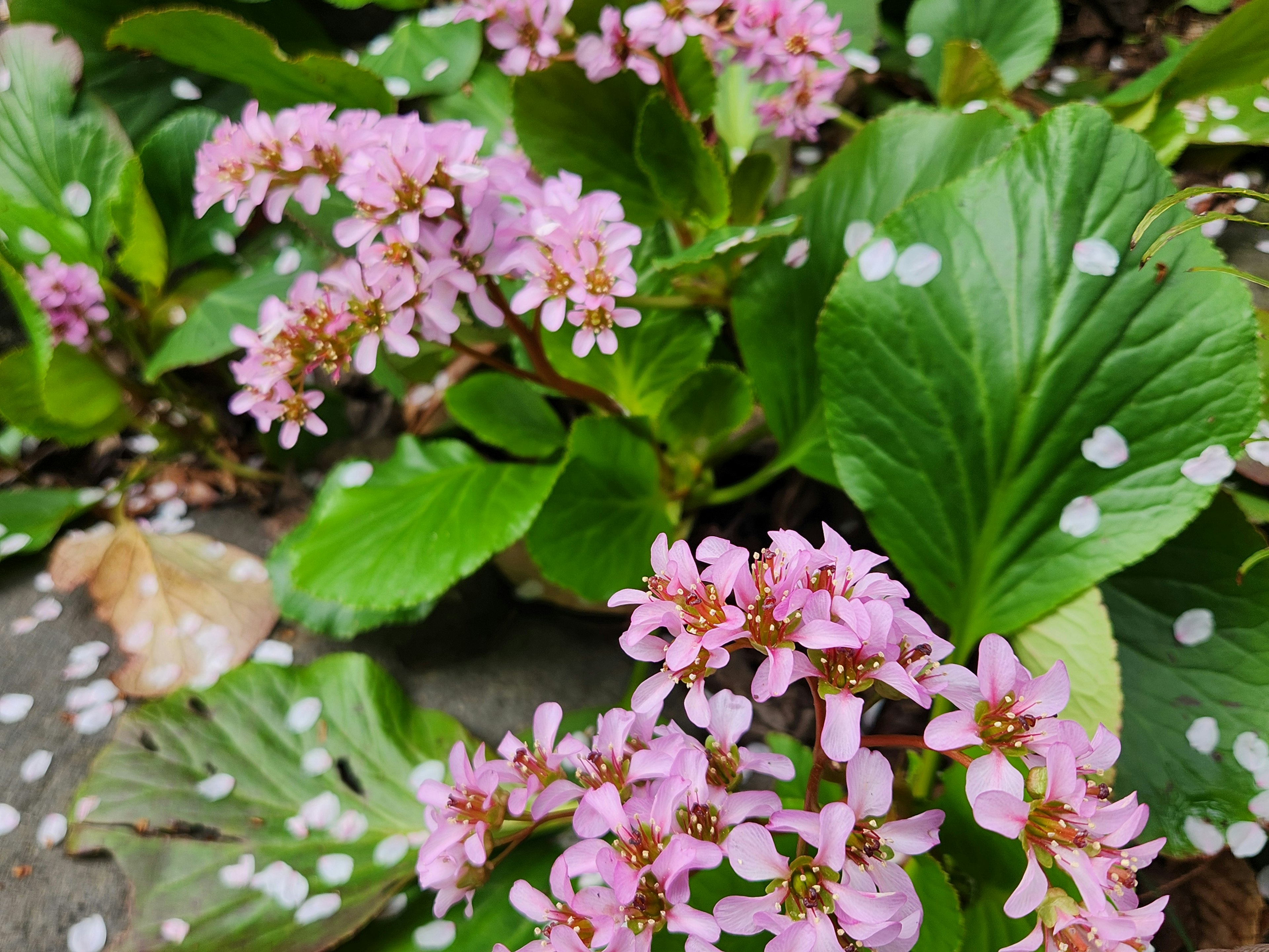 特写照片，植物有粉色花朵和绿色叶子