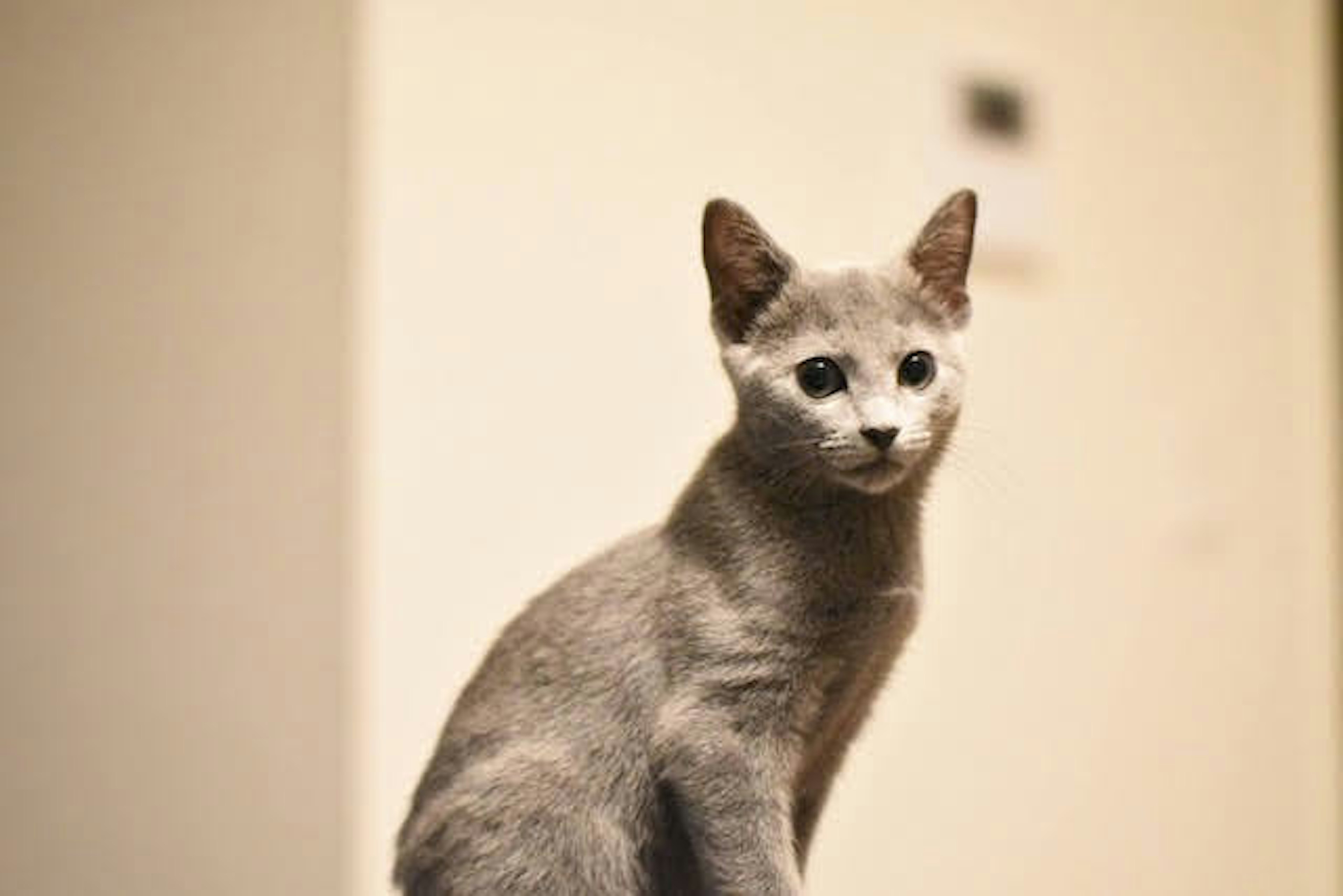 Gato gris mirando a la cámara