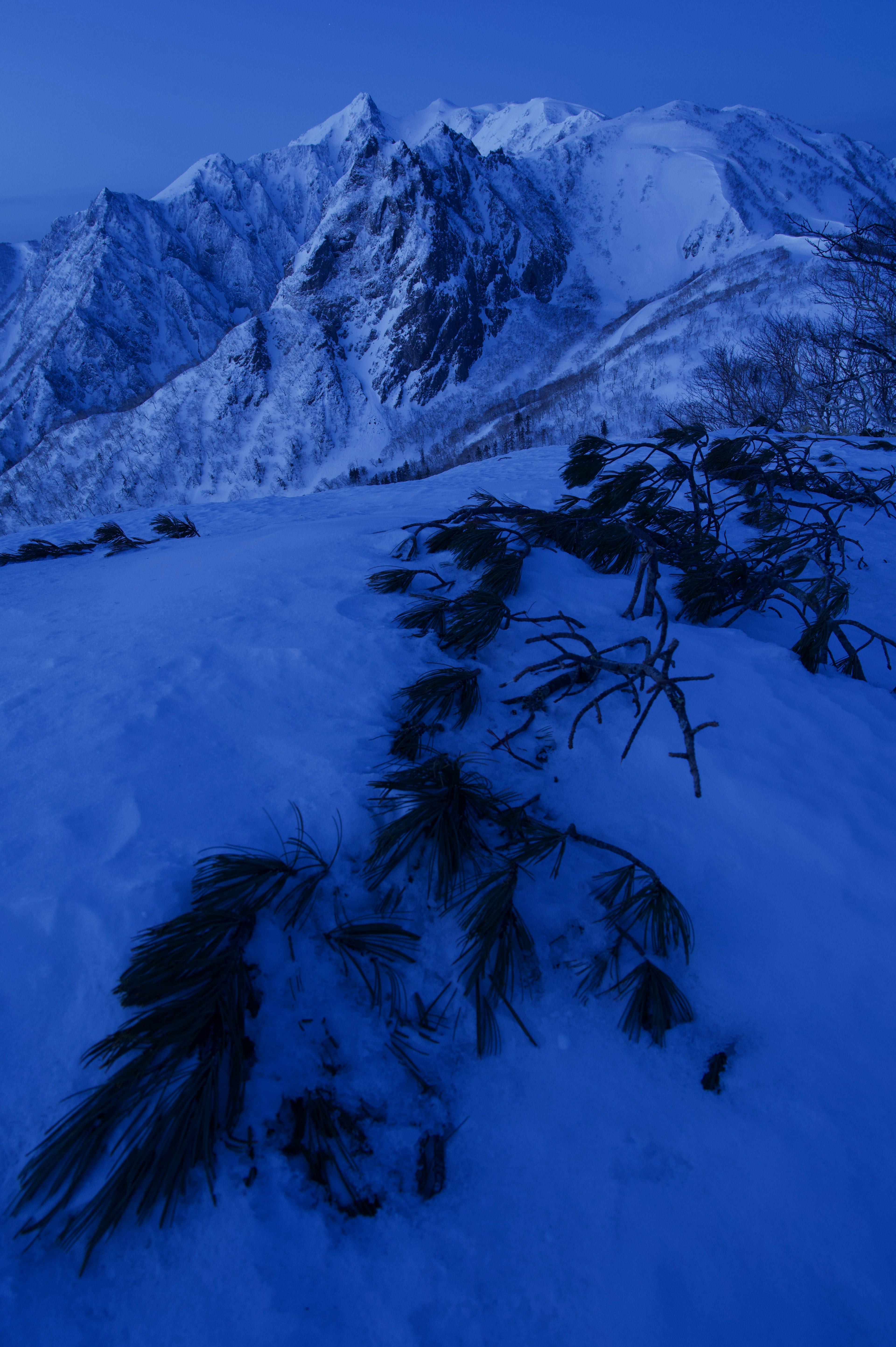 Snow-covered mountains with a blue tone and vegetation lying on the ground