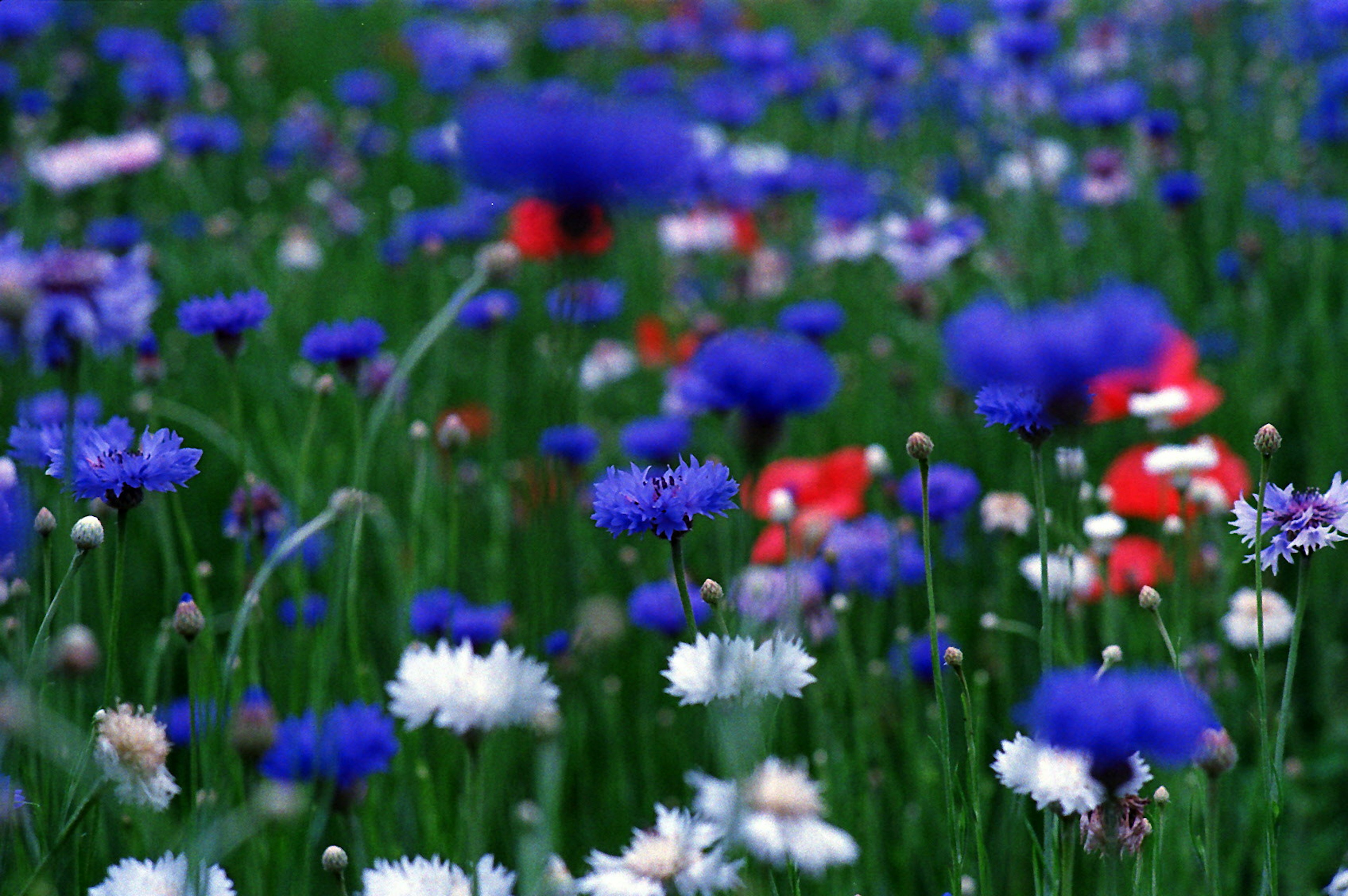 Lebendiges Feld blauer Blumen mit roten und weißen Akzenten