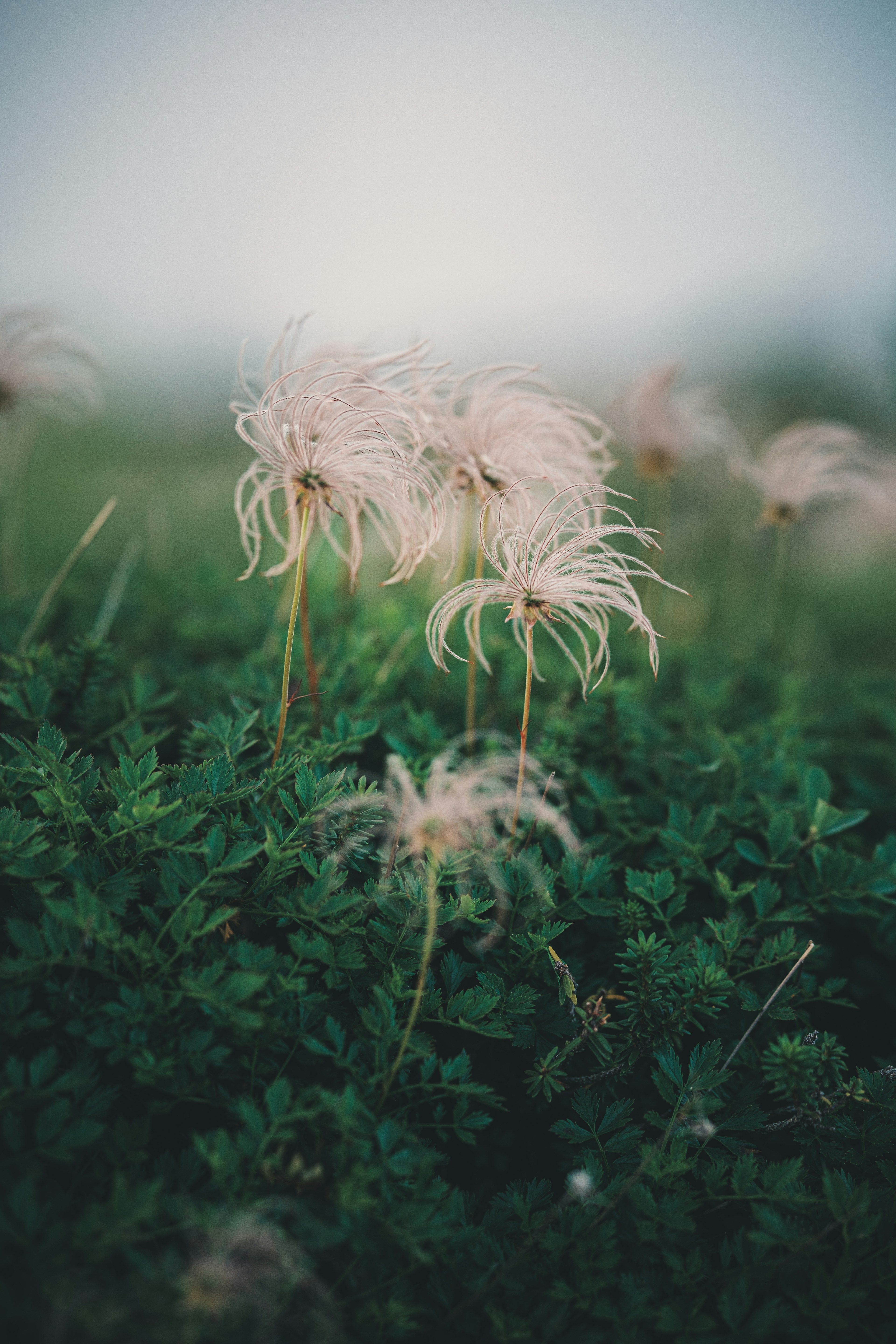 Weiche weiße Blumen, die im grünen Gras unter einem nebligen Himmel schwingen