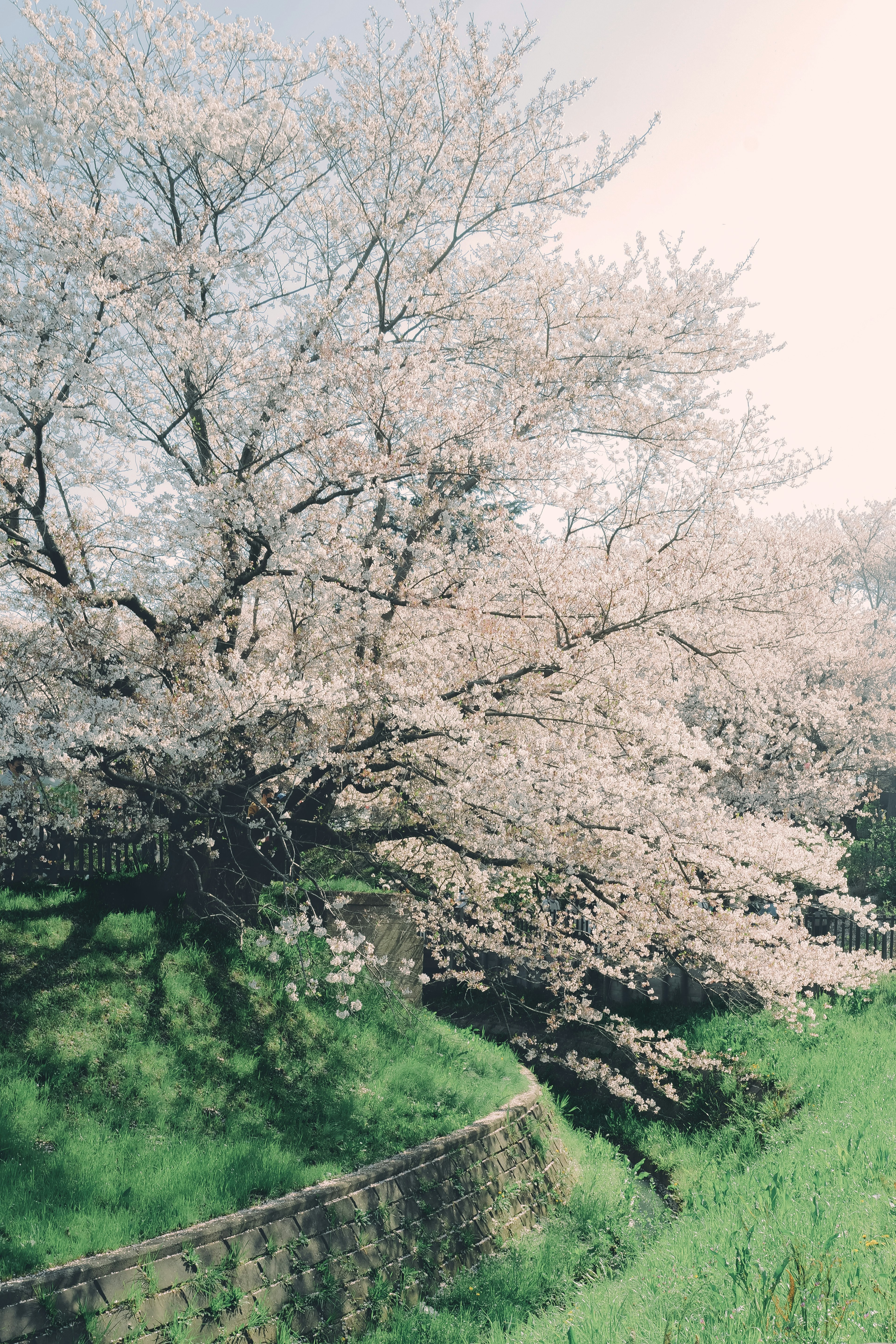 Un cerisier en fleurs sur une colline verte