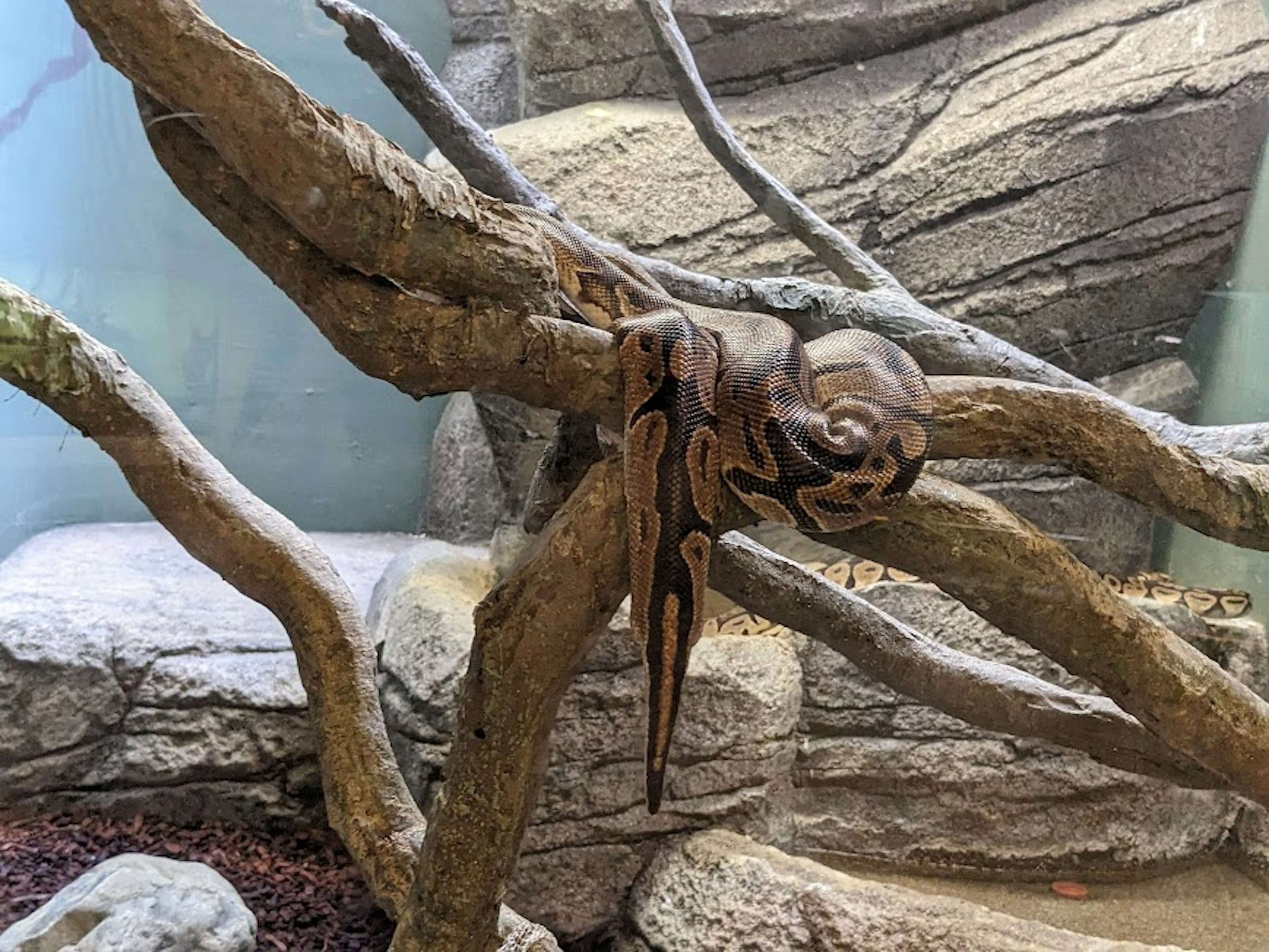 Octopus, der sich auf Baumzweigen tarnt