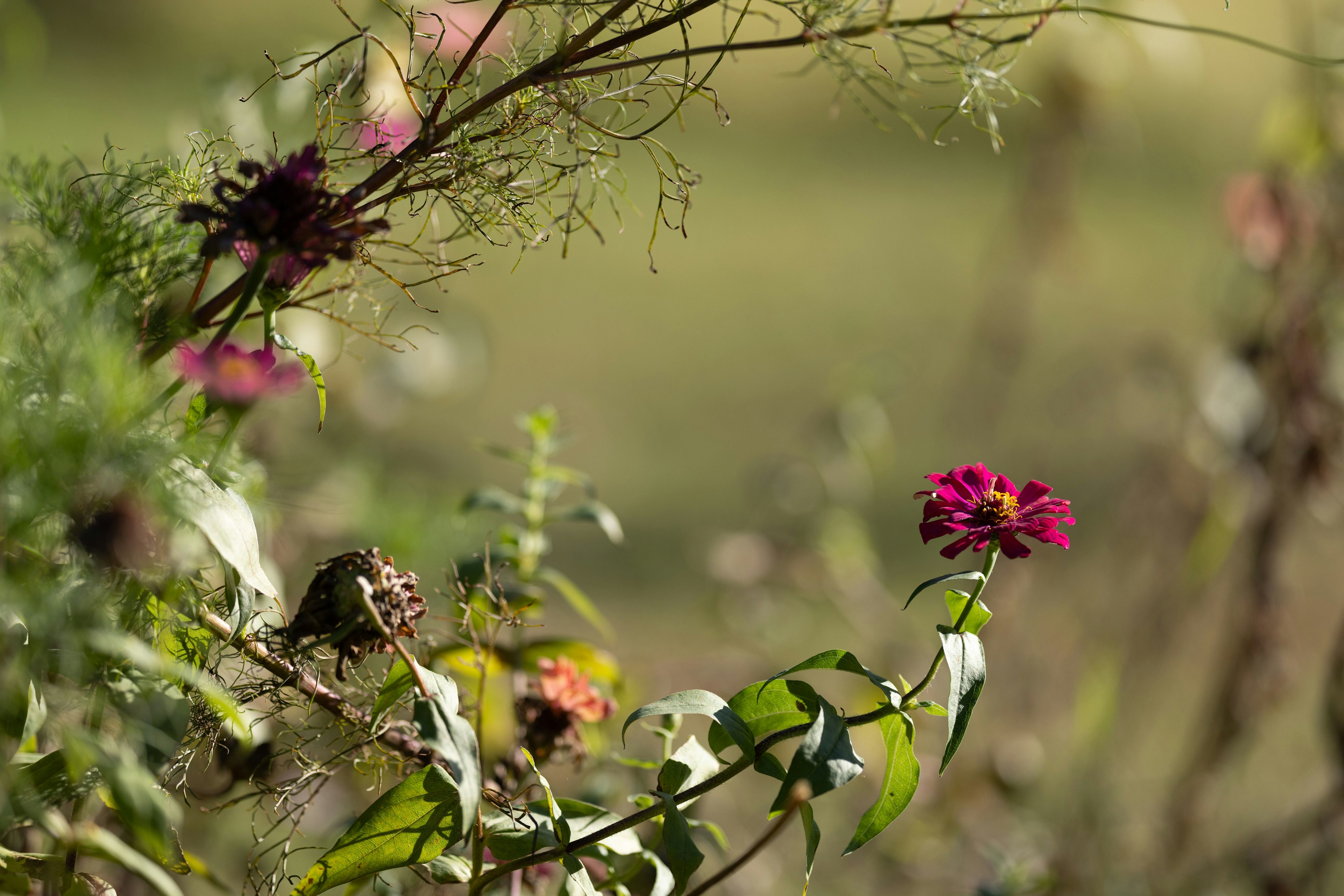 Bunte Blumen in einer natürlichen Landschaft