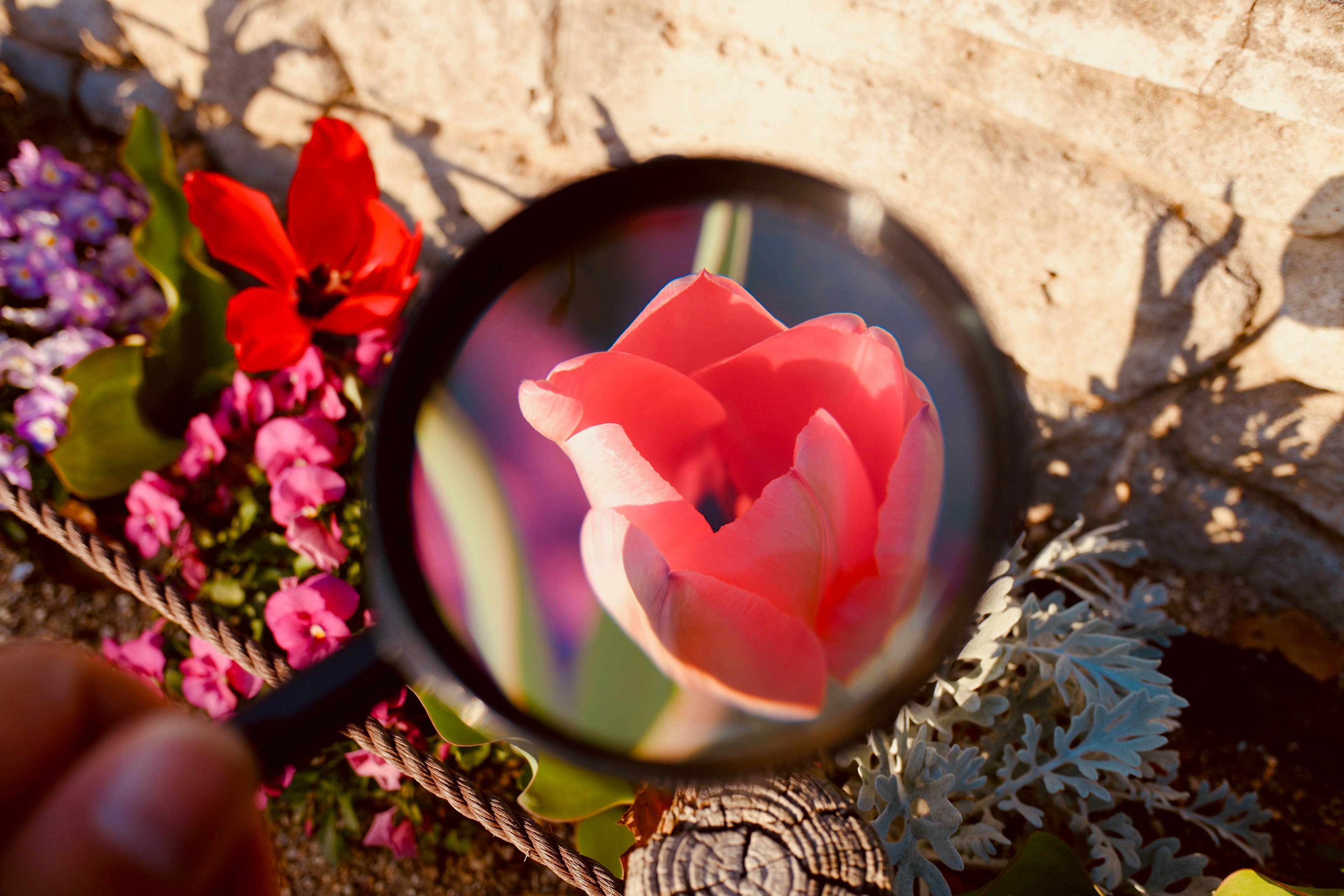 Magnified view of a red tulip surrounded by colorful flowers